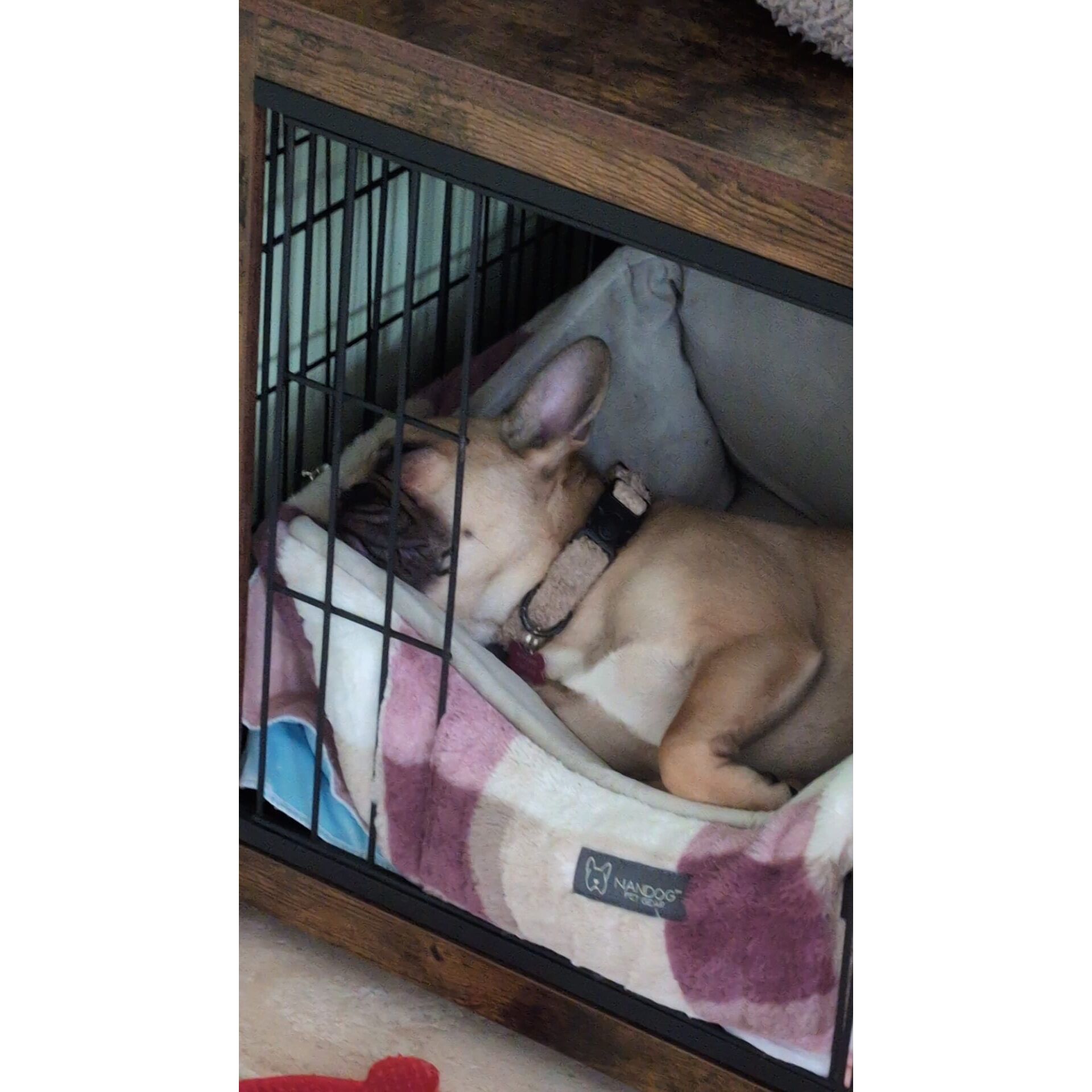 Tier, Hund, Säugetier, Haustier