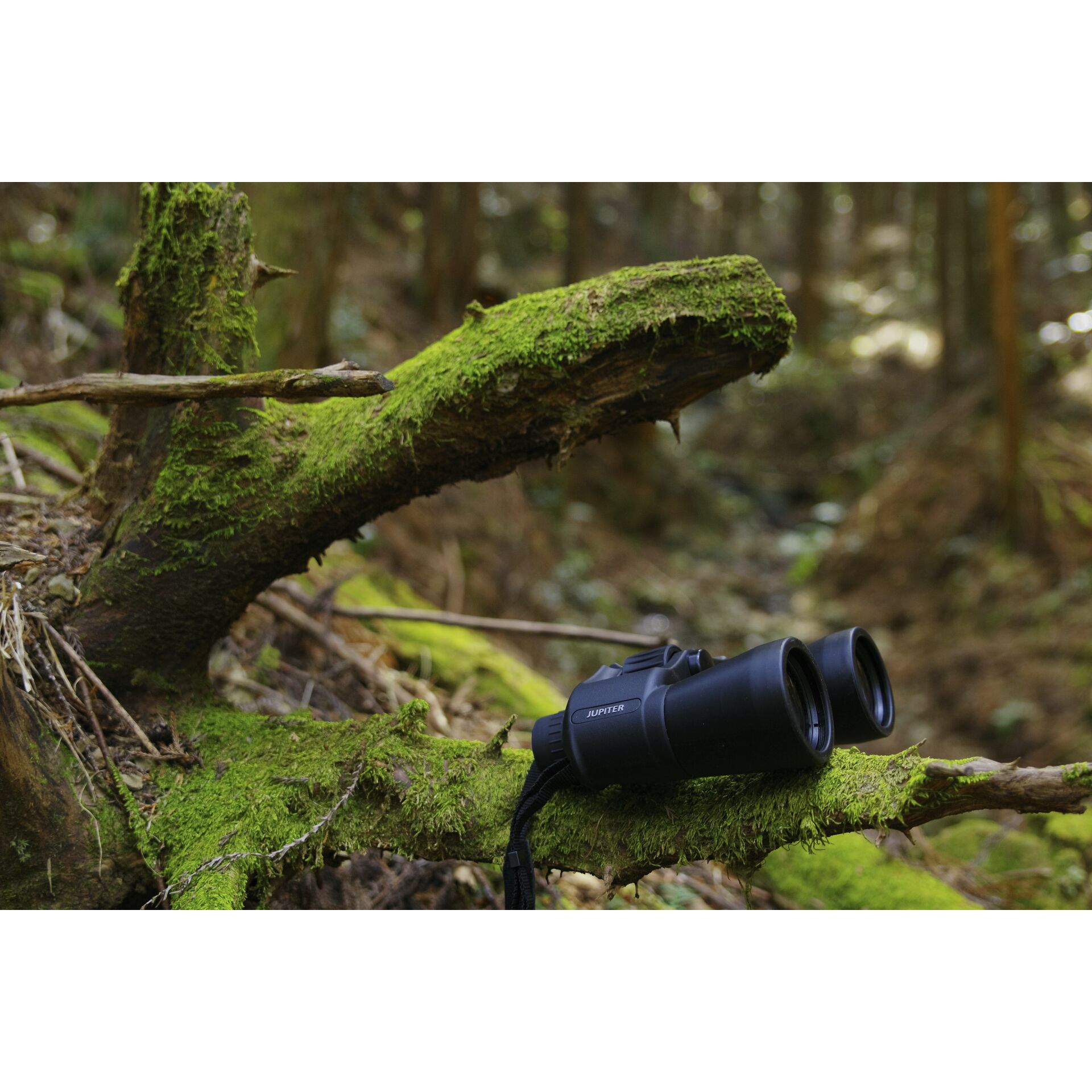 Moos, Pflanze, Photographie, Vegetation