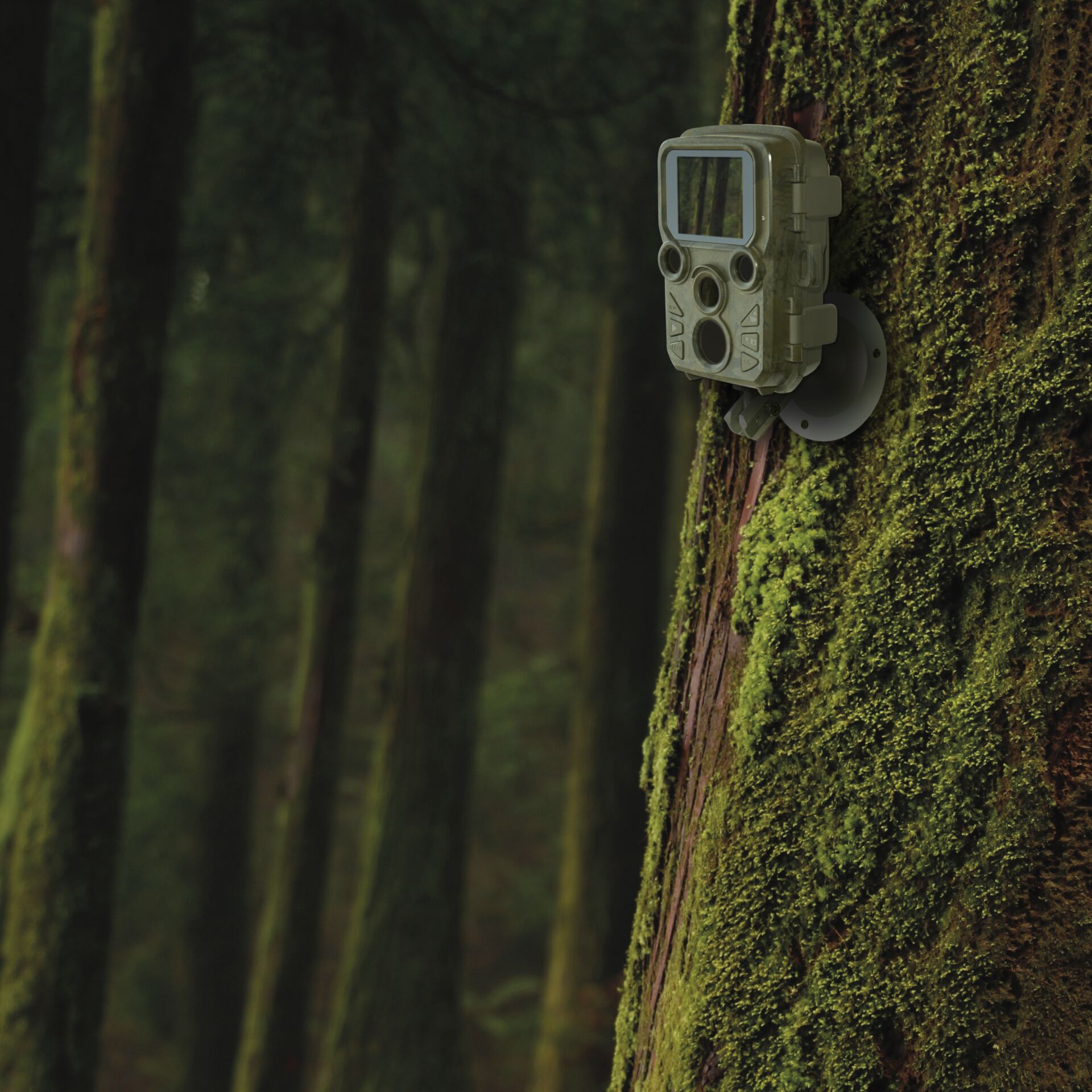 Pflanze, Vegetation, Baum, Land, Draußen