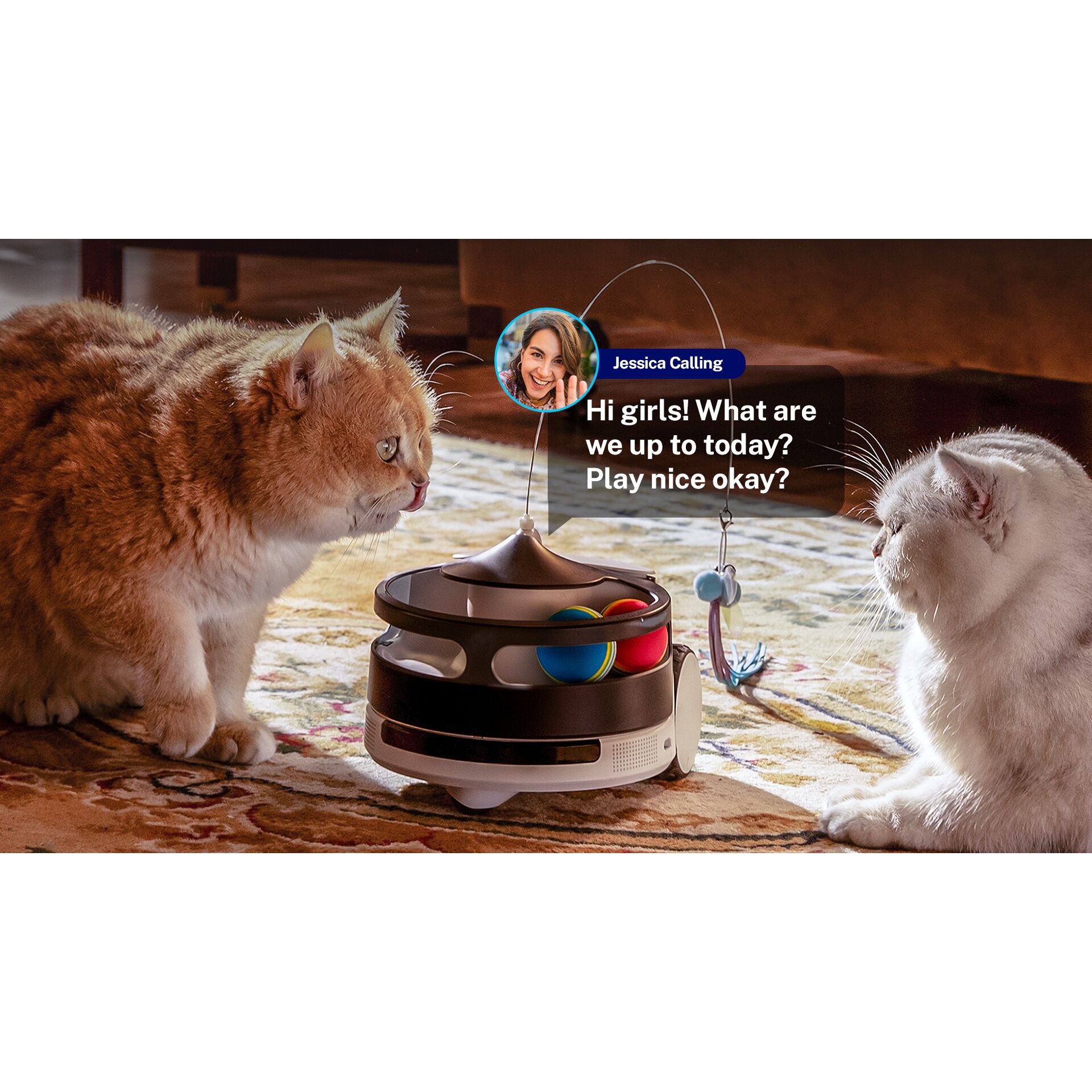 Tier, Katze, Säugetier, Männchen, Haustier, Tier, Katze, Säugetier, Männchen, Haustier