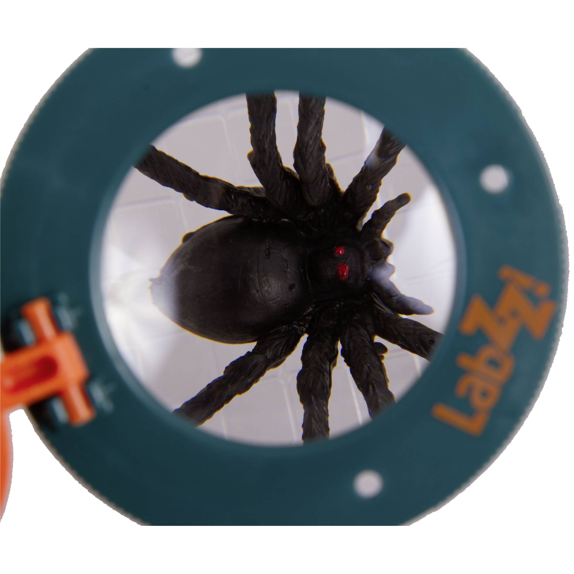 Tier, Wirbelloses Tier, Spinne