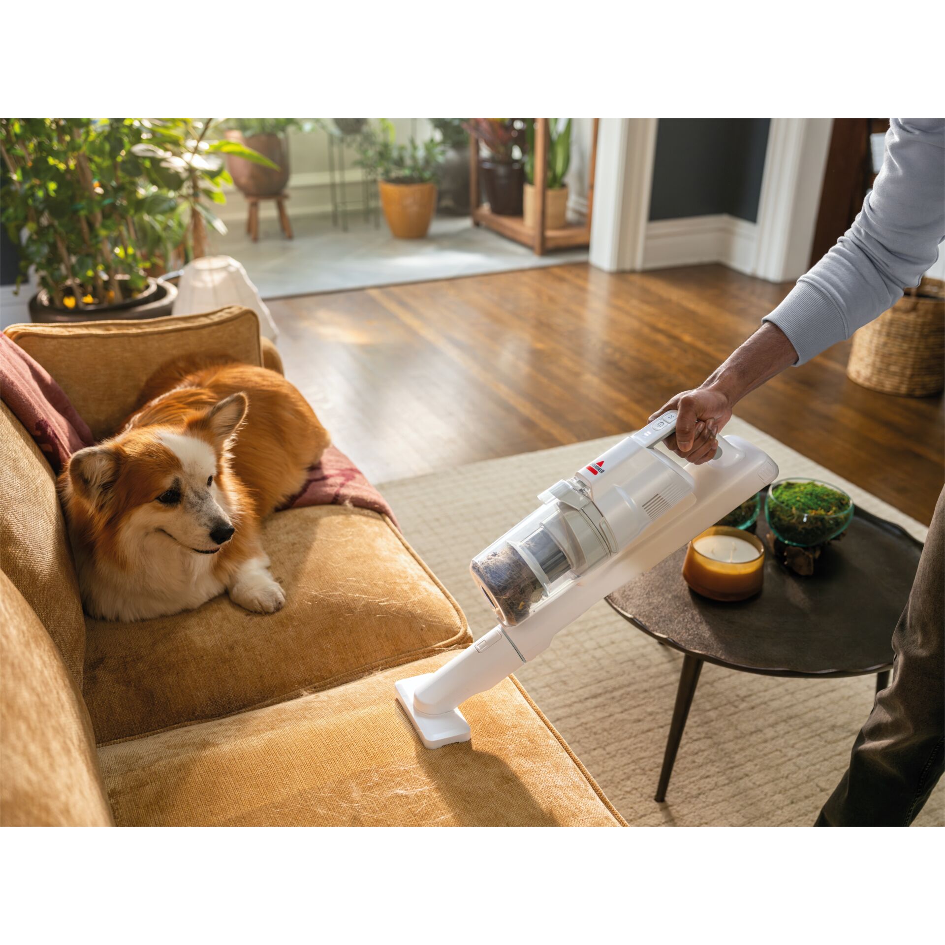 Drinnen, Innenarchitektur, Hund, Säugetier