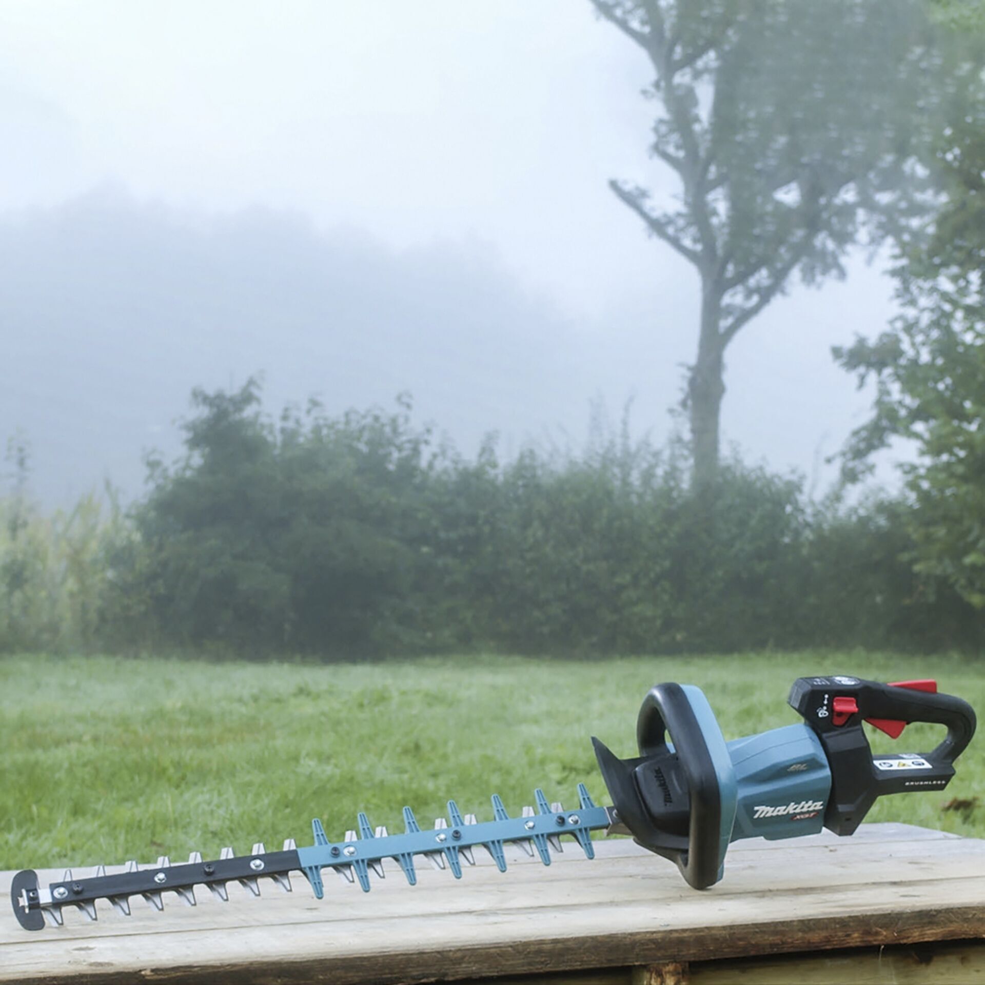 Gras, Pflanze, Draußen, Natur, Wetter