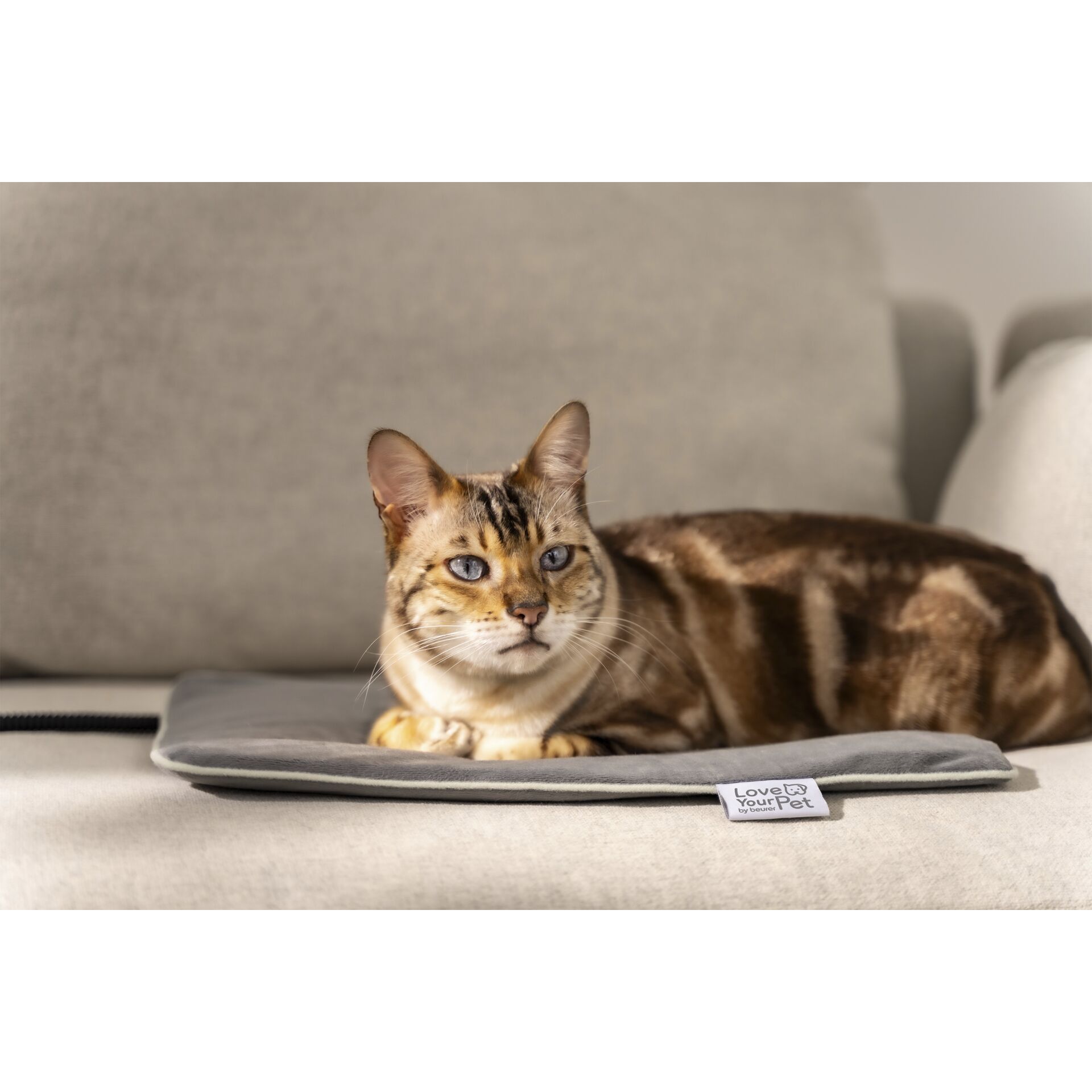 Tier, Katze, Säugetier, Haustier