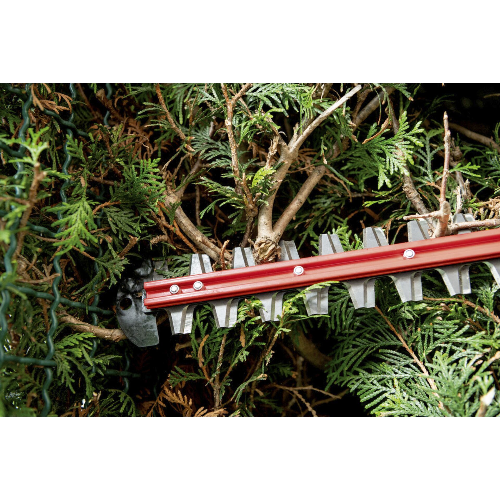 Pflanze, Baum, Konifer, Vegetation