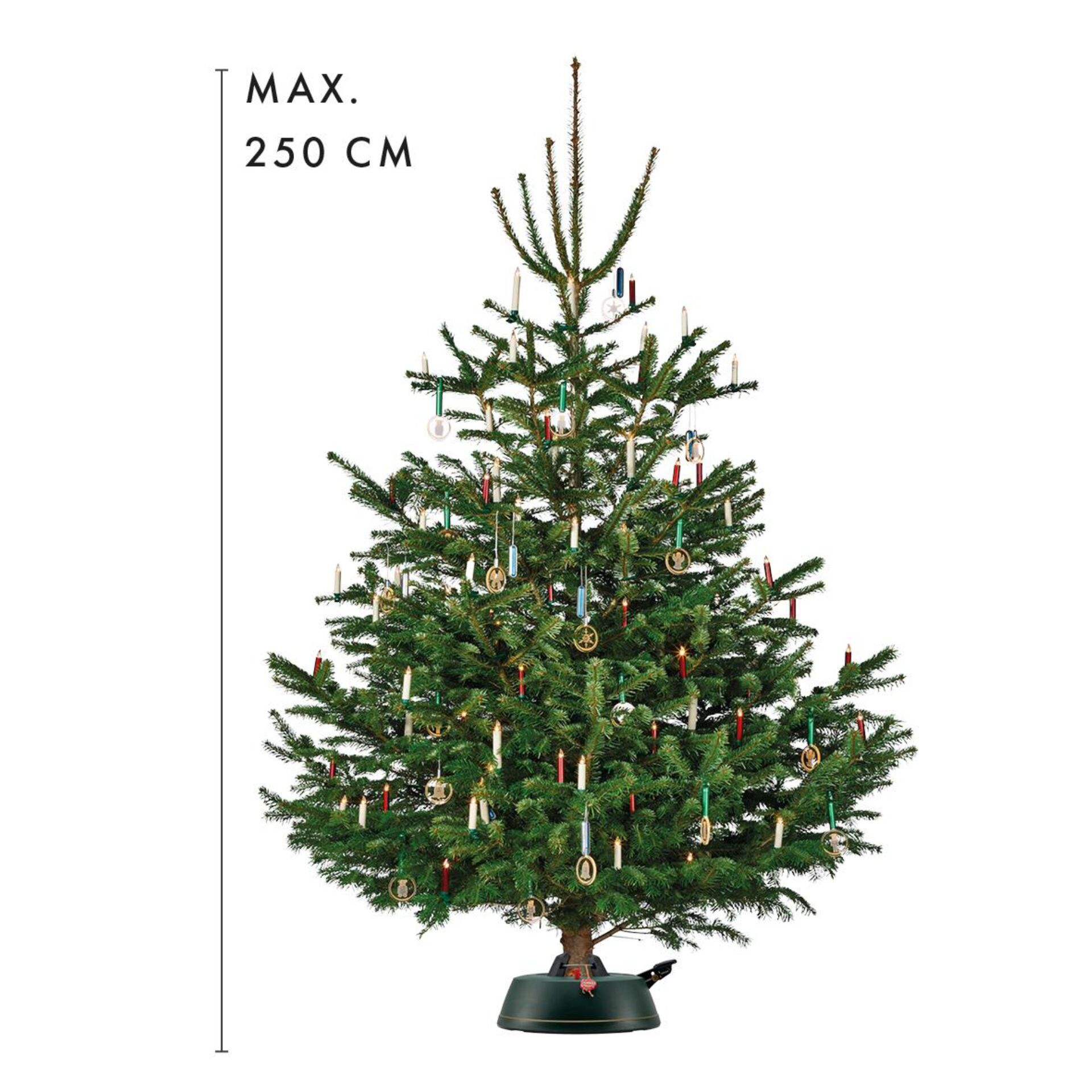 Pflanze, Baum, Kiefer, Weihnachtsdekorationen, Festival