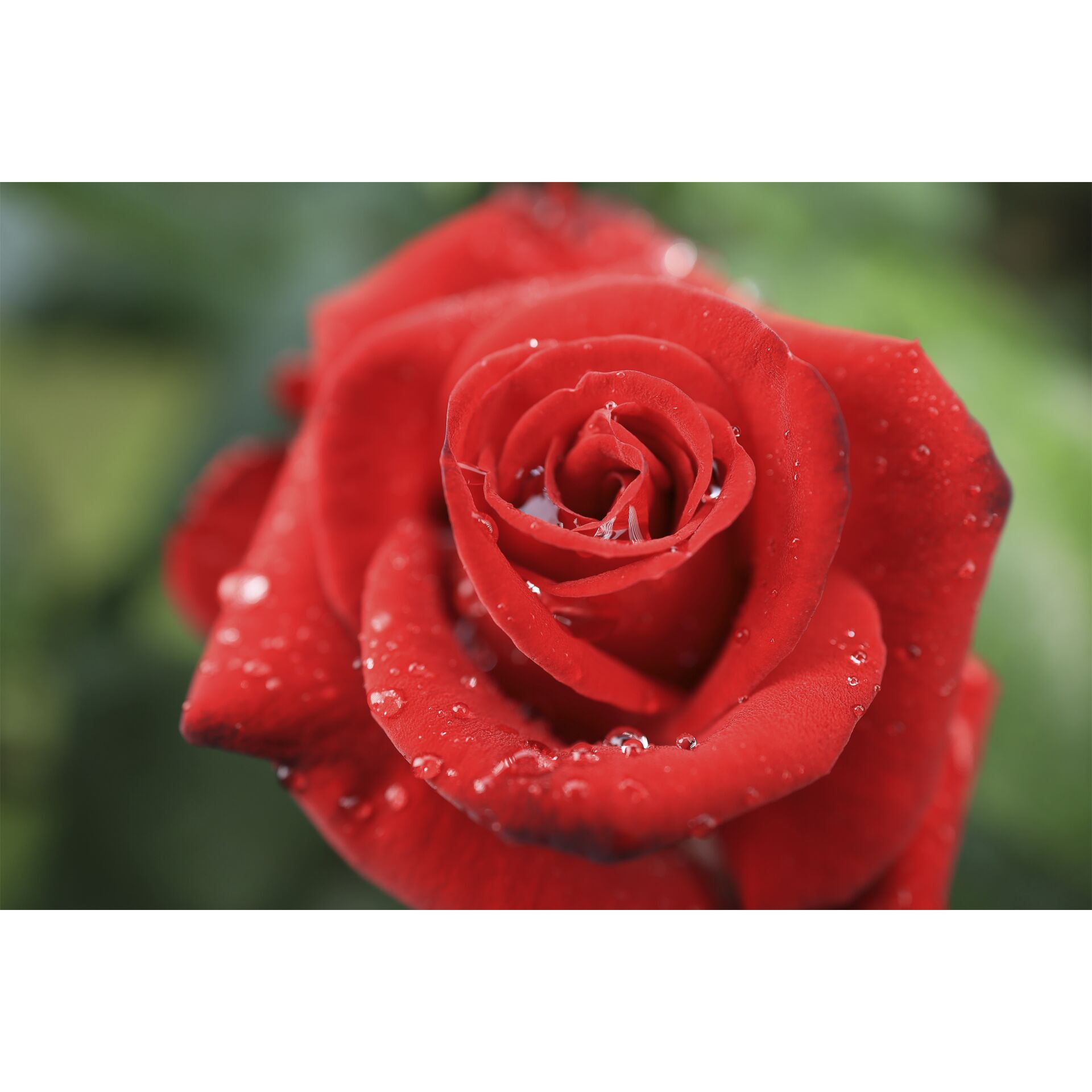 Blume, Pflanze, Rose