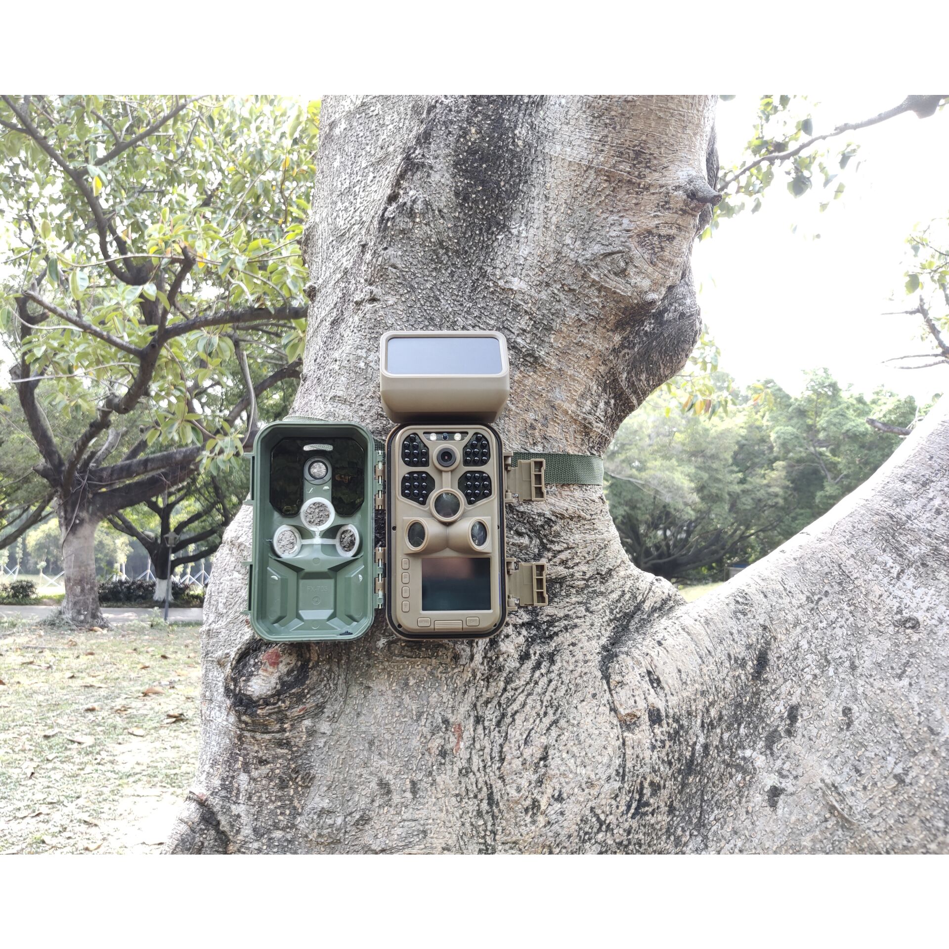 Pflanze, Baum, Baumstamm