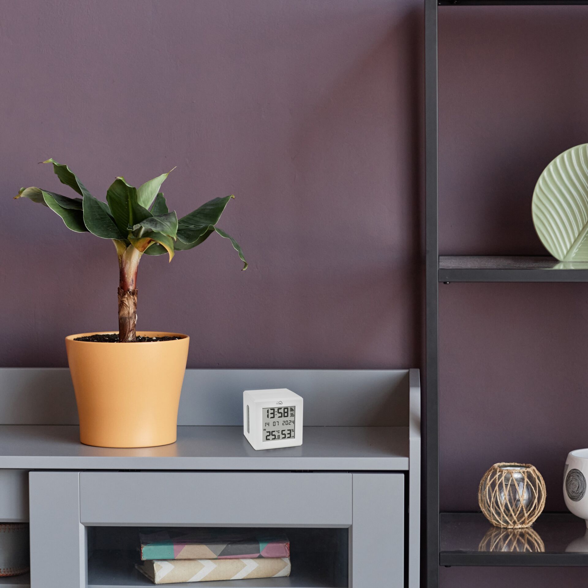 Pflanze, Pflanze im Topf, Mobiliar