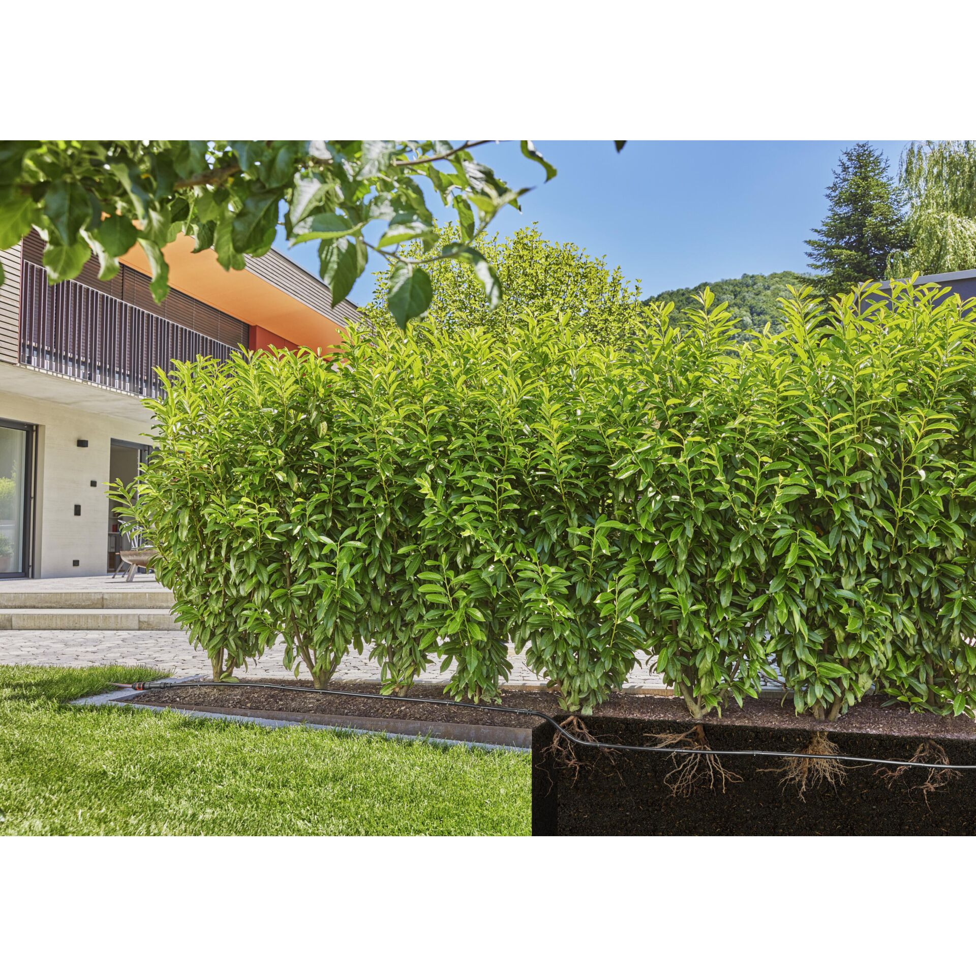 Pflanze, Vegetation, Zaun, Hecke