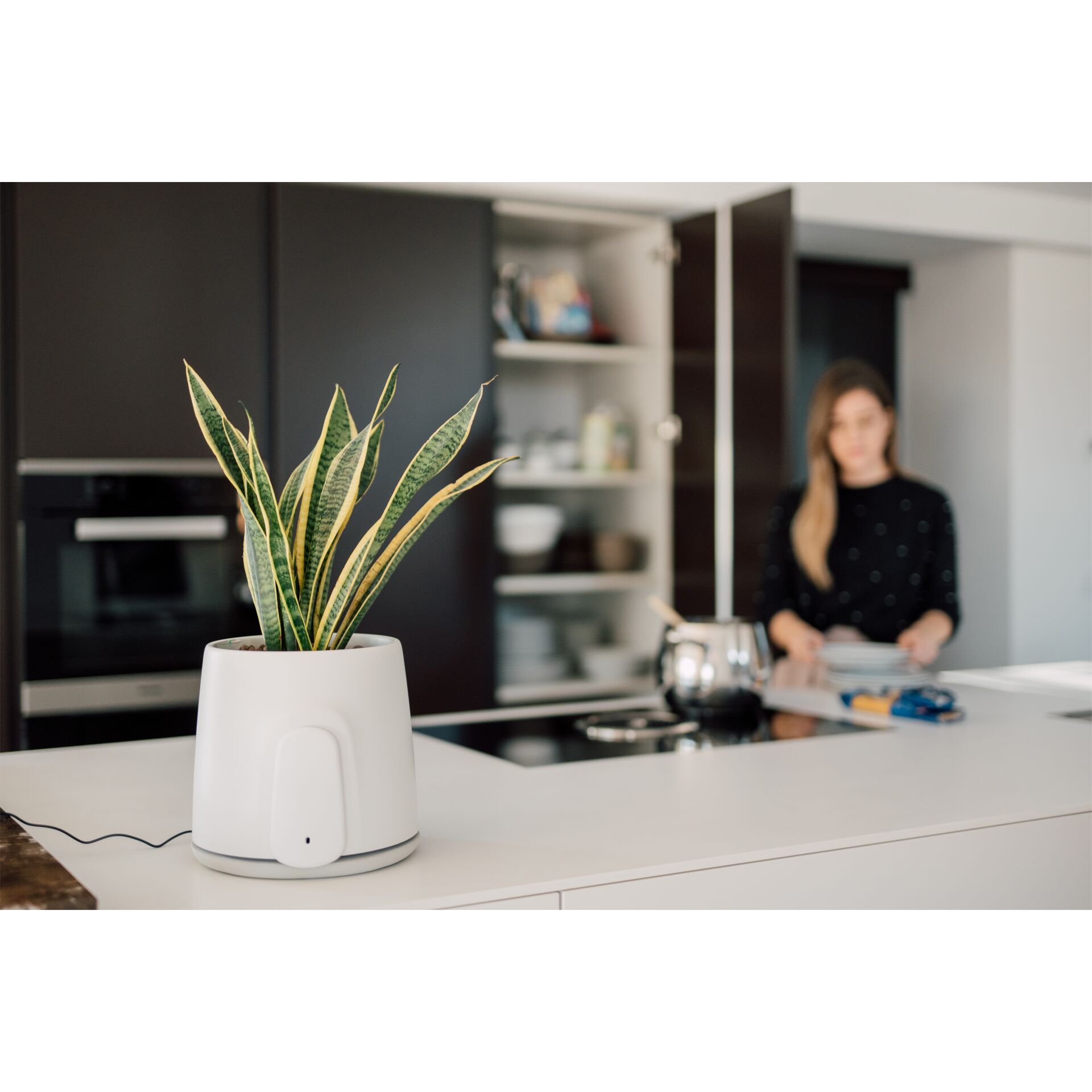 Topfpflanze, Innenarchitektur, Krug, Pflanzgefäß, Töpferei