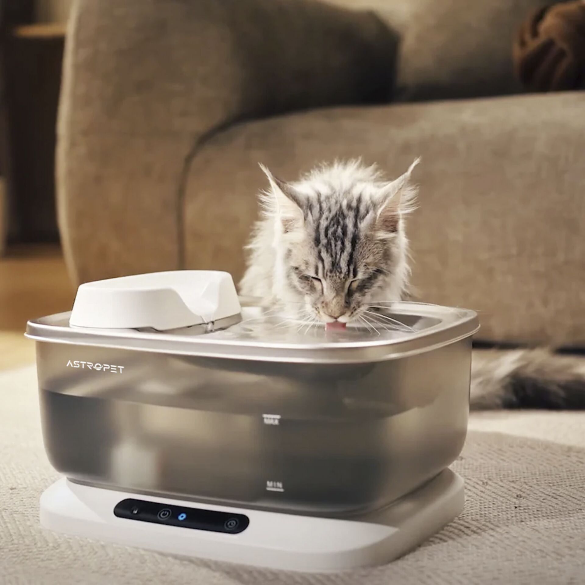 Tier, Katze, Kätzchen, Säugetier, Haustier, Tier, Katze, Kätzchen, Säugetier, Haustier, Tier, Katze, Kätzchen, Säugetier, Haustier, Tier, Katze, Kätzchen, Säugetier, Haustier, Tier, Katze, Kätzchen, Säugetier, Haustier