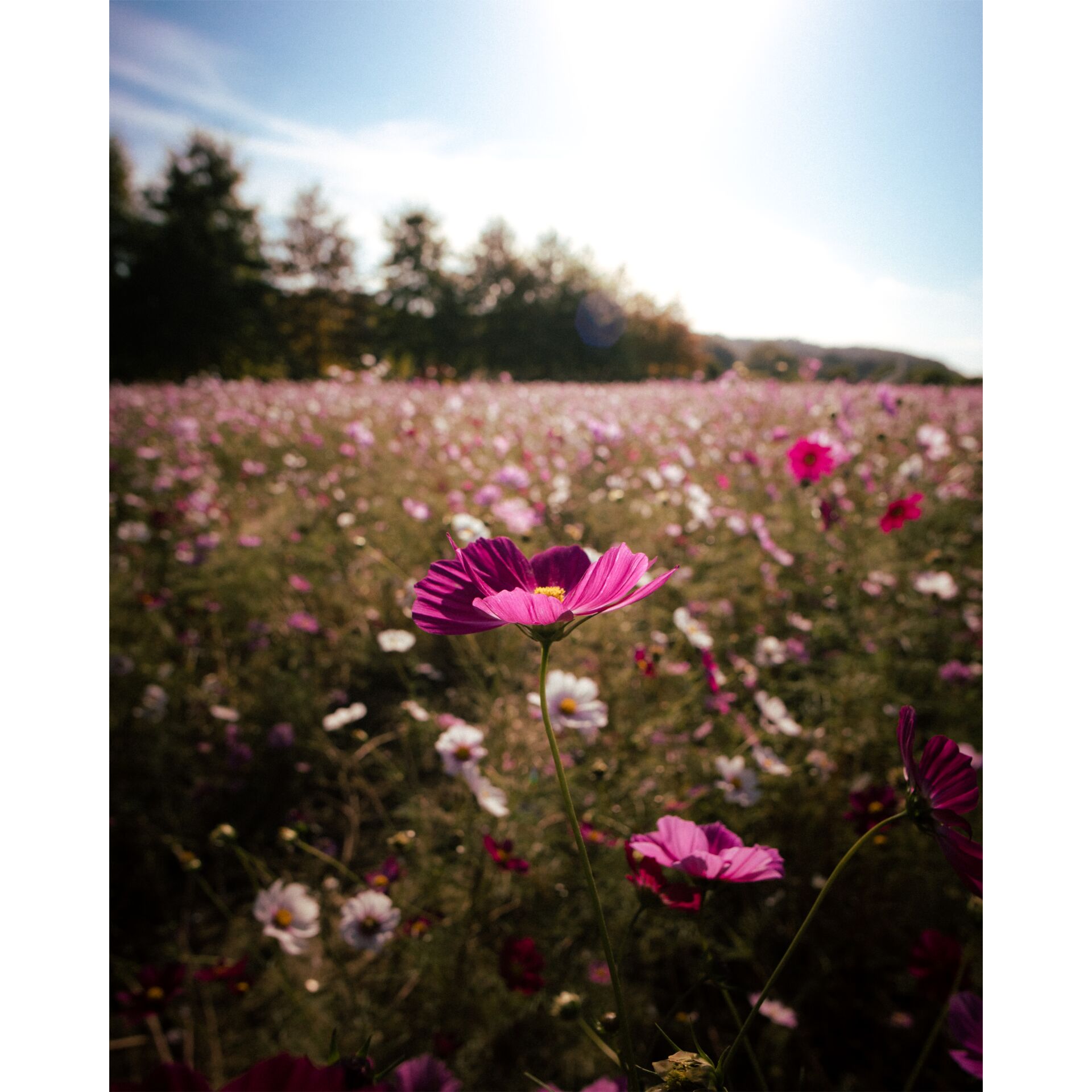 Blütenblatt, Grünland, Gänseblümchen, Wiese, Purpur