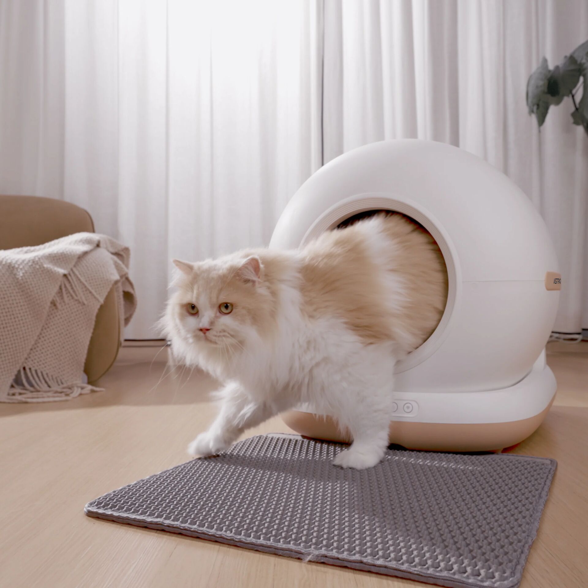 Tier, Haustier, Katze, Säugetier
