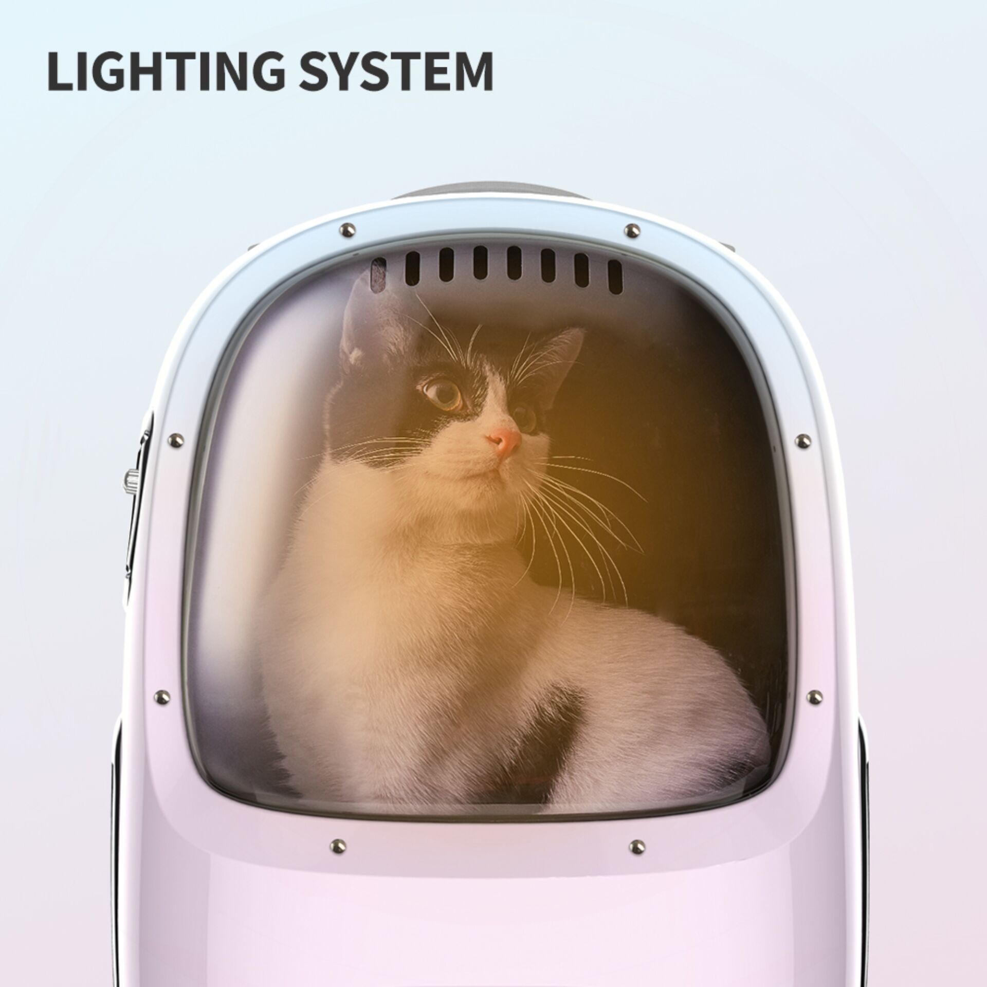 Tier, Katze, Säugetier, Haustier