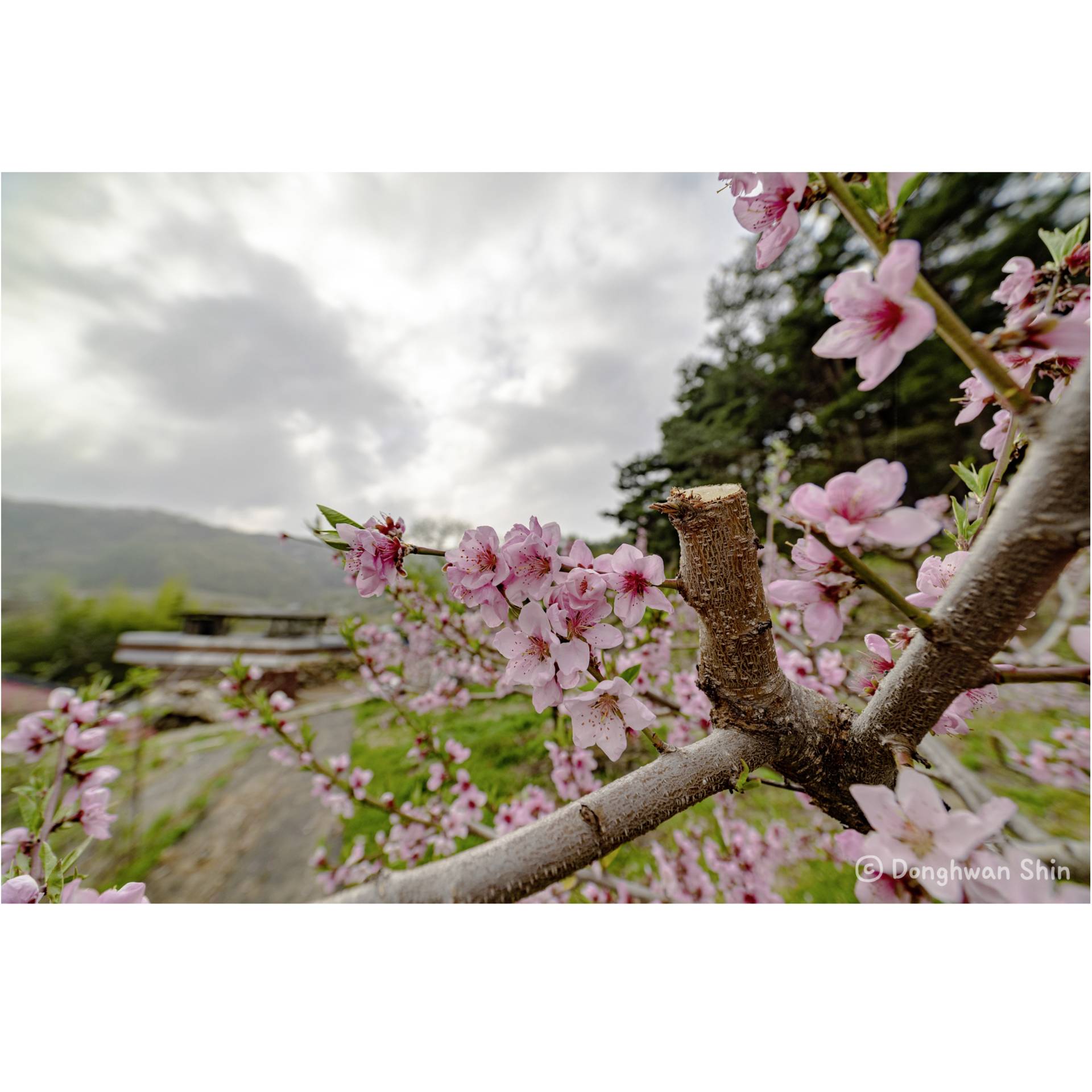 Blume, Pflanze, Blütenblatt, Kirschblüte, Vegetation