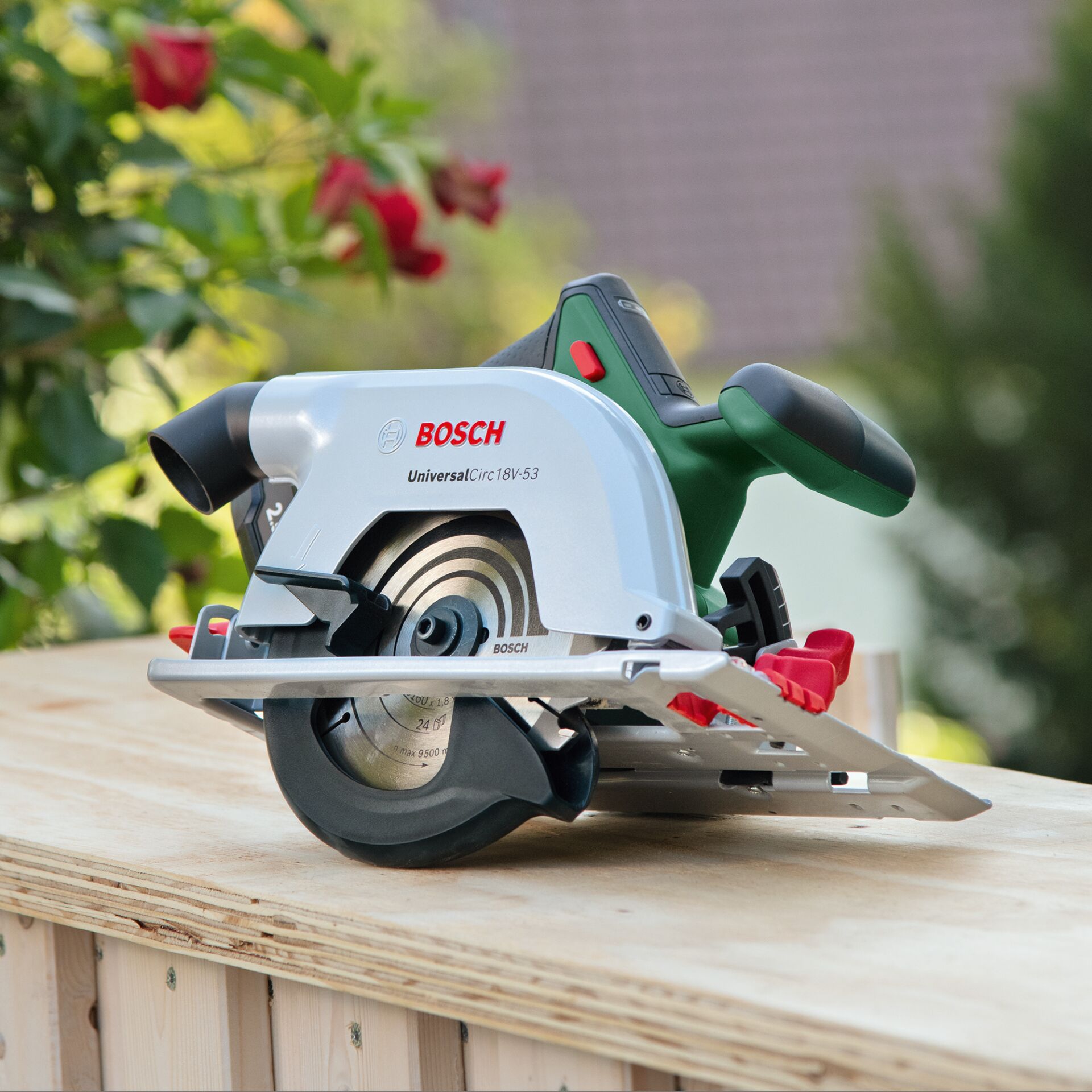 Blume, Pflanze, Rose