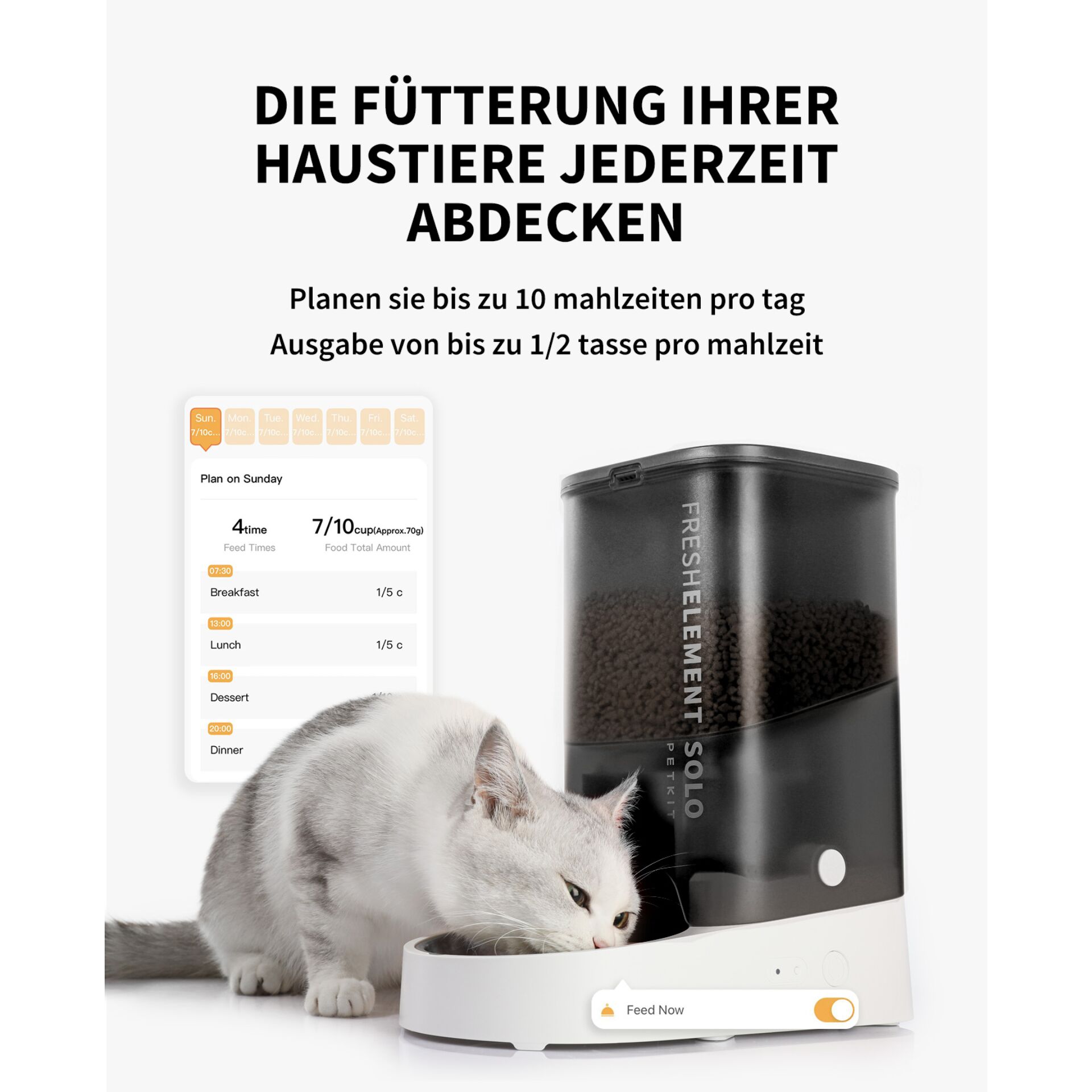 Tier, Katze, Säugetier, Haustier