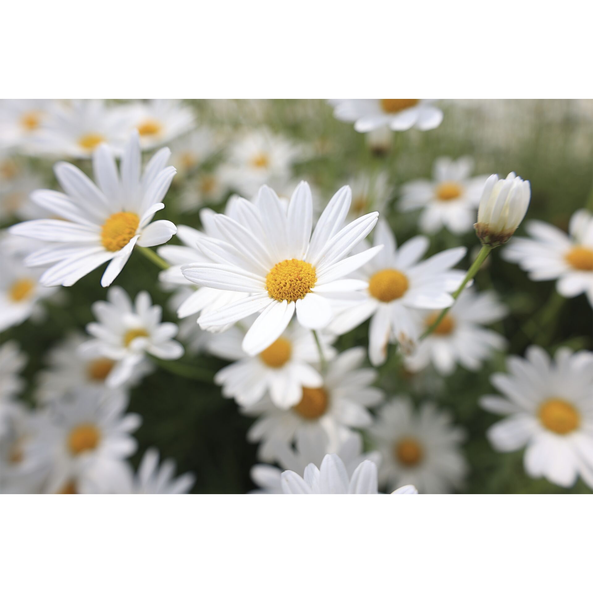 Gänseblümchen, Blume, Pflanze, Blütenblatt