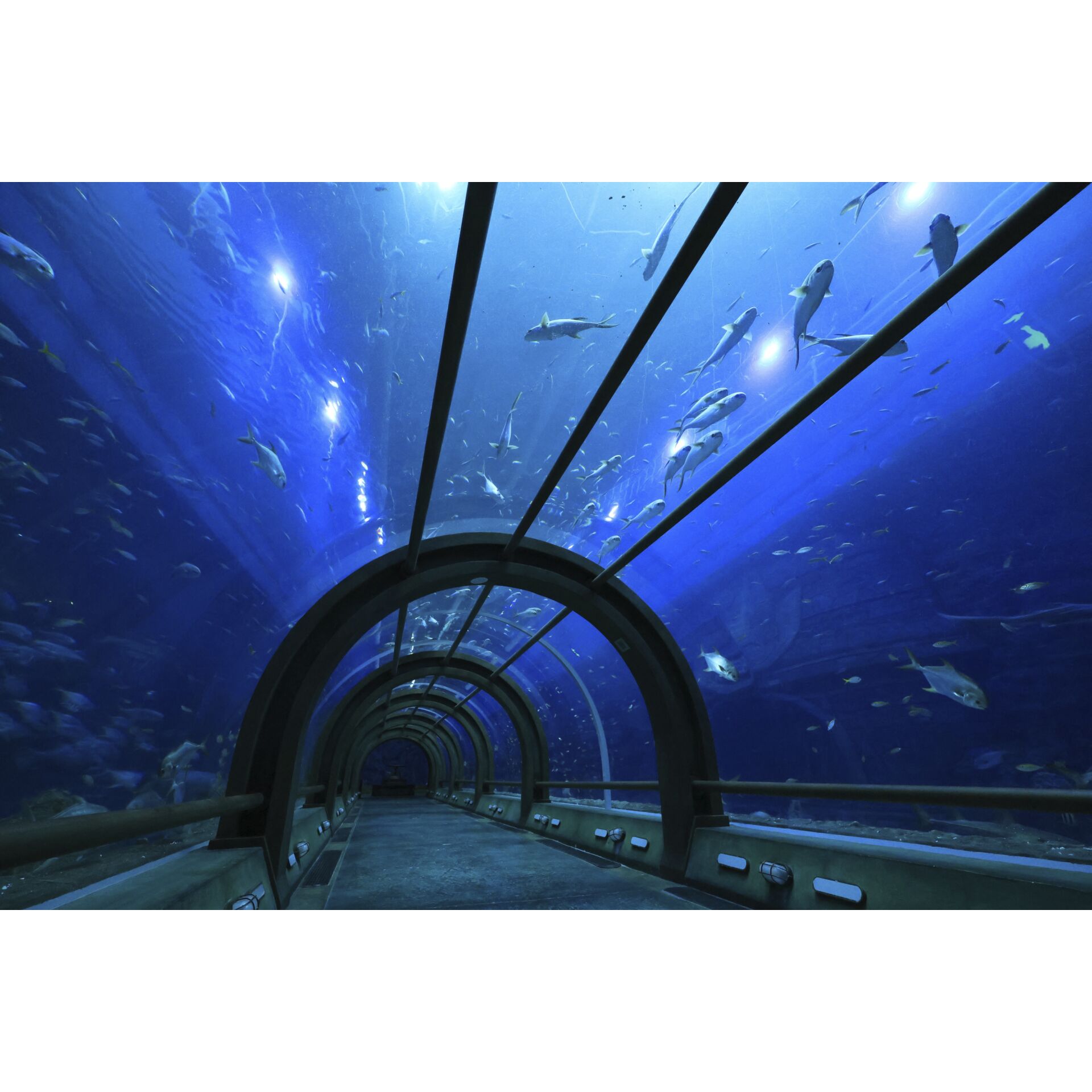 Aquatisch, Wasser, Aquarium, Pinguin, Draußen