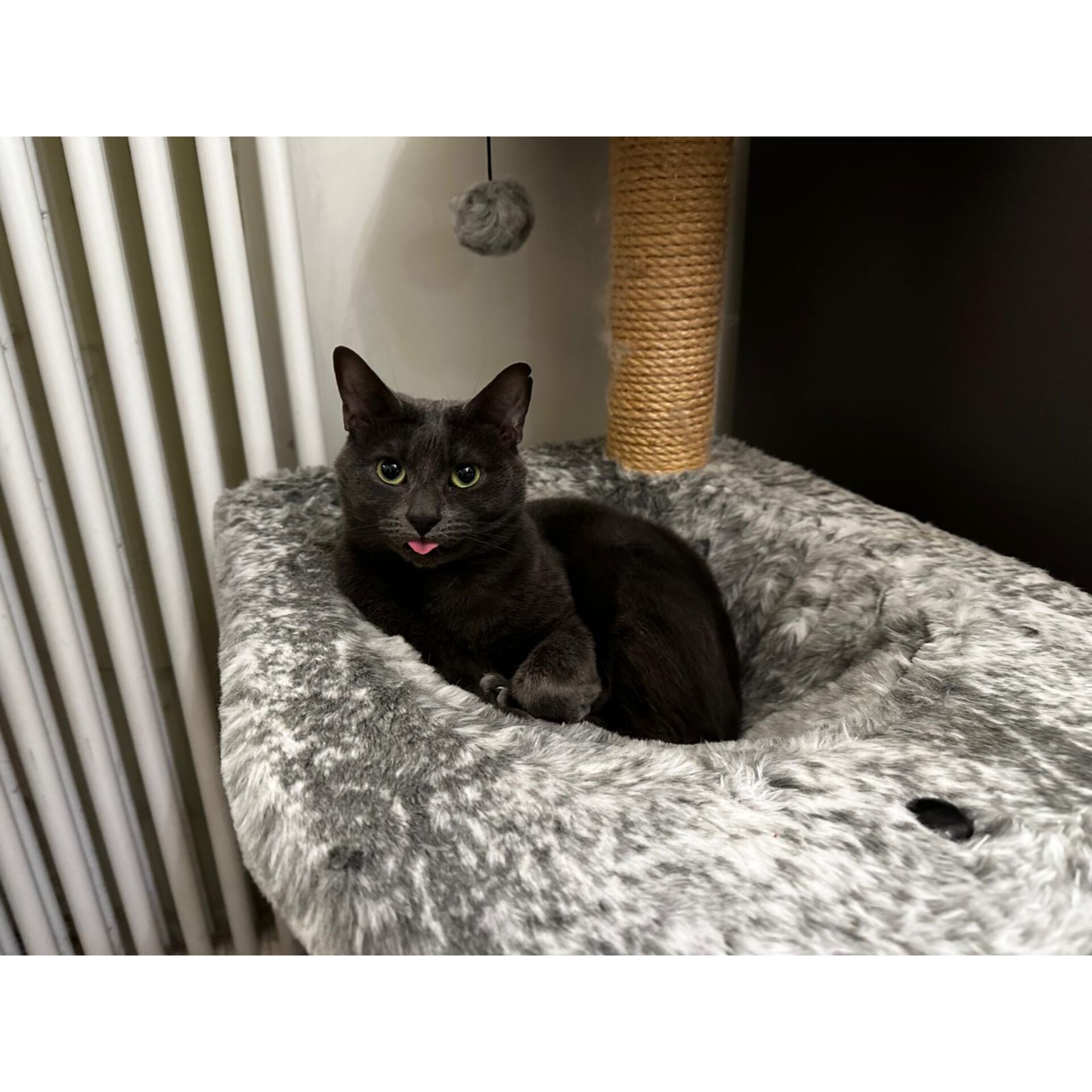 Tier, Haustier, Katze, Säugetier