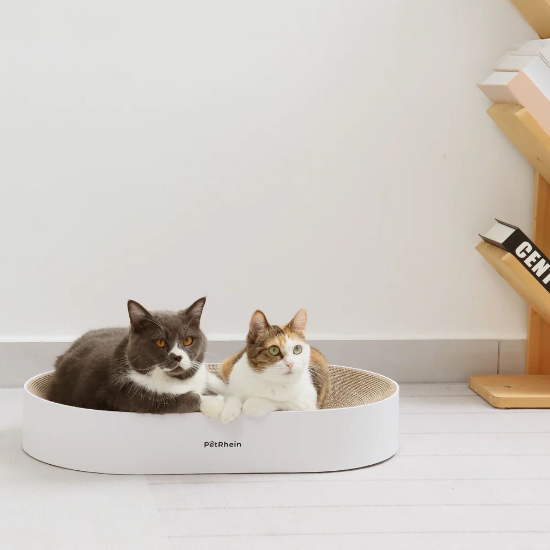 Tier, Haustier, Säugetier, Hund, Katze