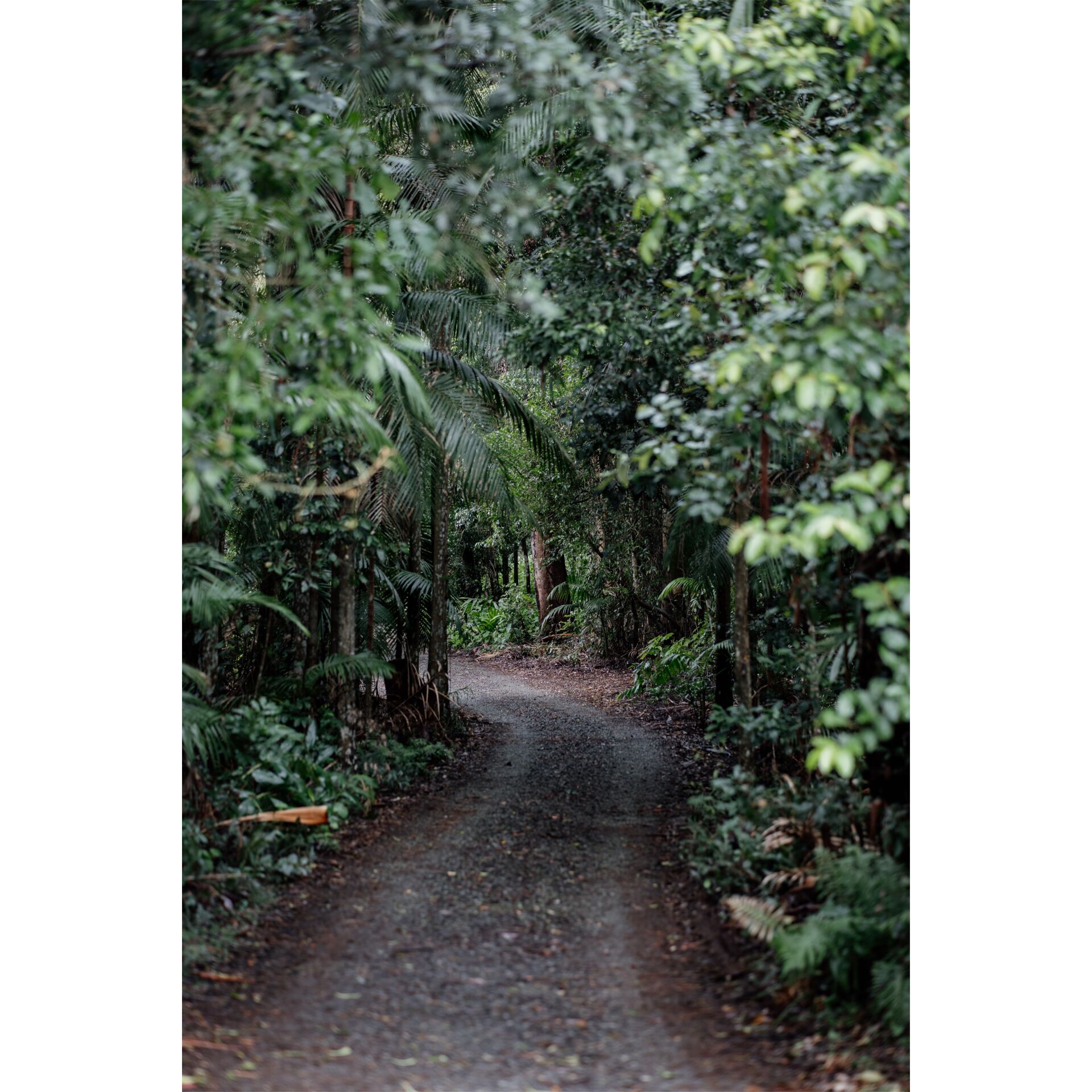 Pfad, Bewuchs, Straße, Dschungel, Pfad, Vegetation, Straße, Dschungel