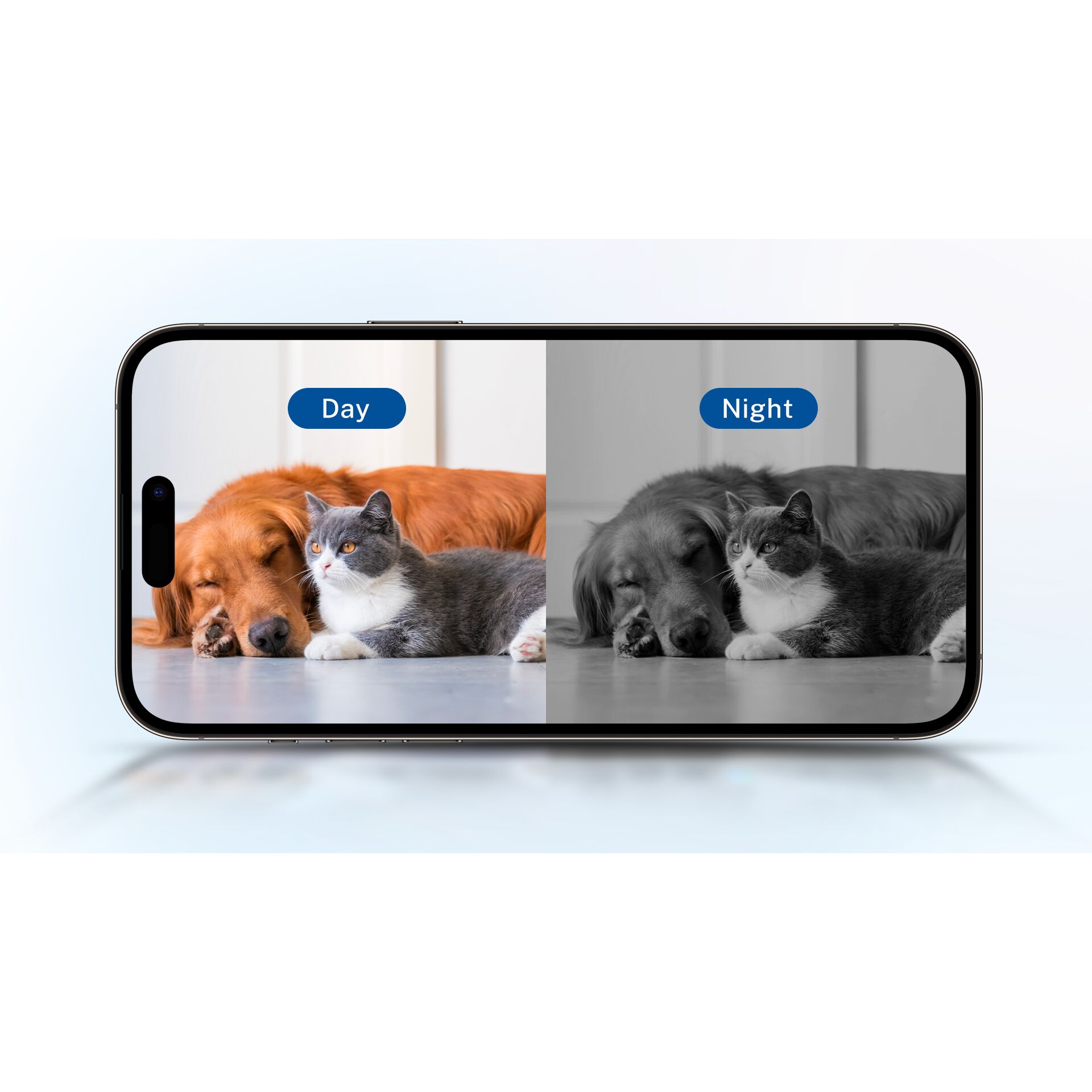 Hund, Säugetier, Haustier, Katze, Hund, Säugetier, Haustier, Katze