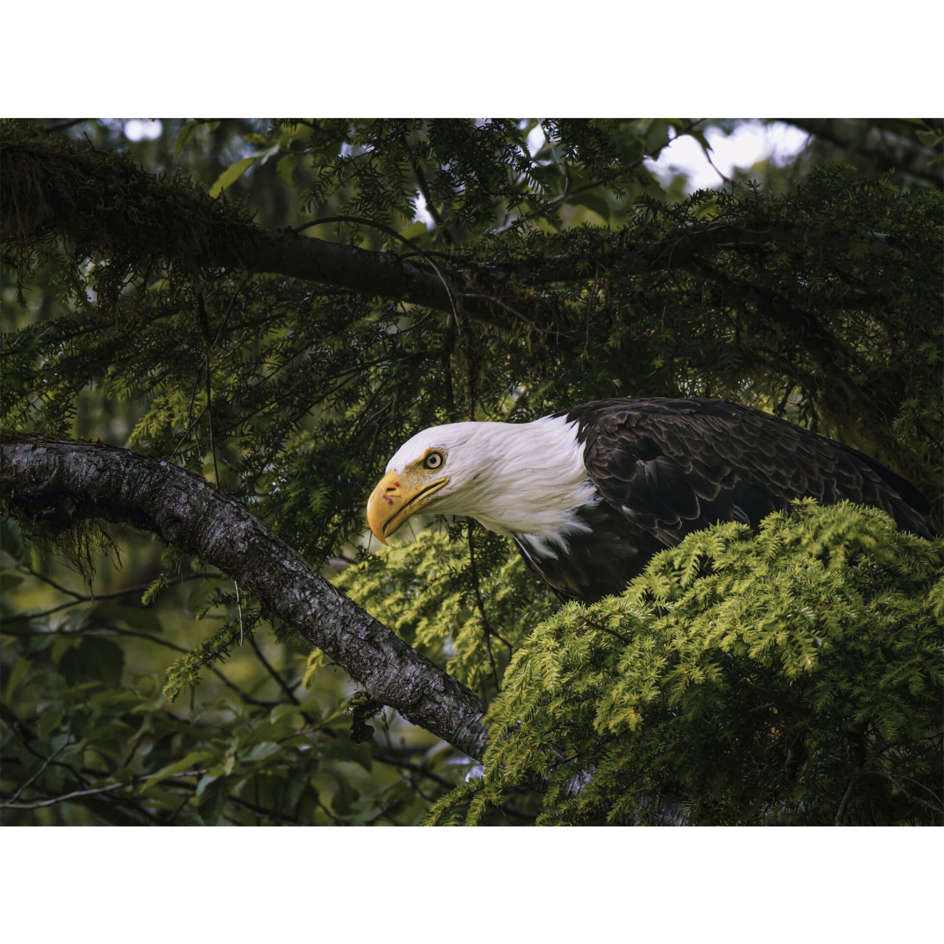 Tier, Vogel, Adler, Schnabel, Weißkopfseeadler