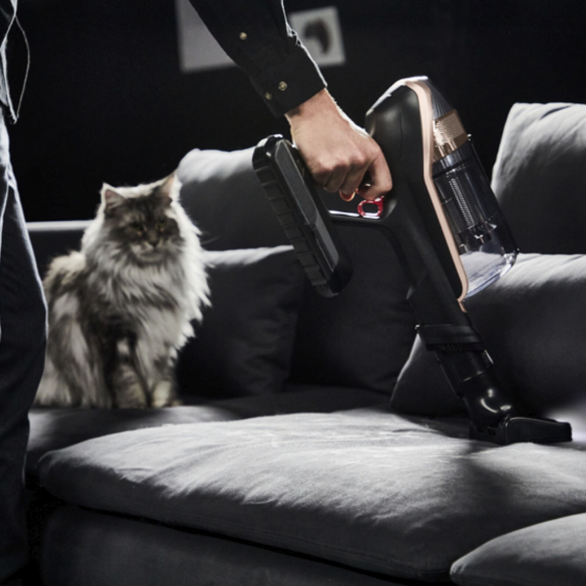 Couch, Mobiliar, Katze, Haustier, Stuhl