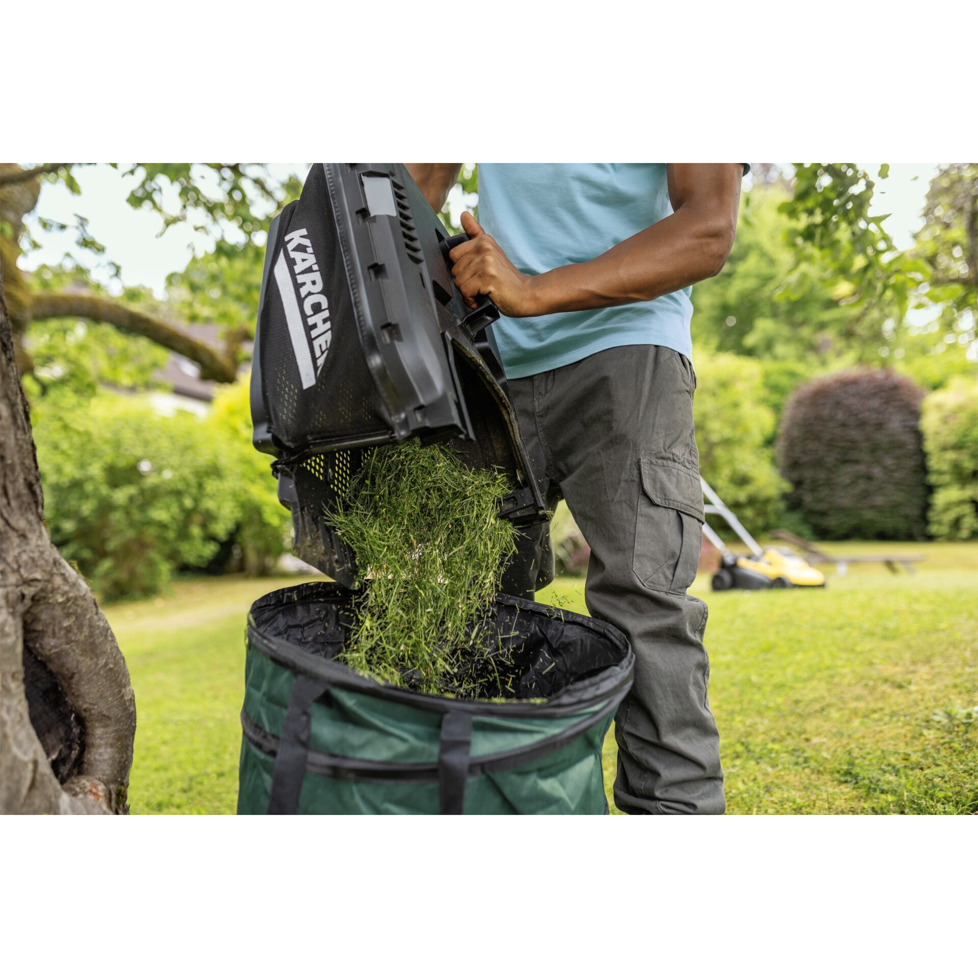 Gras, Pflanze, Rasen