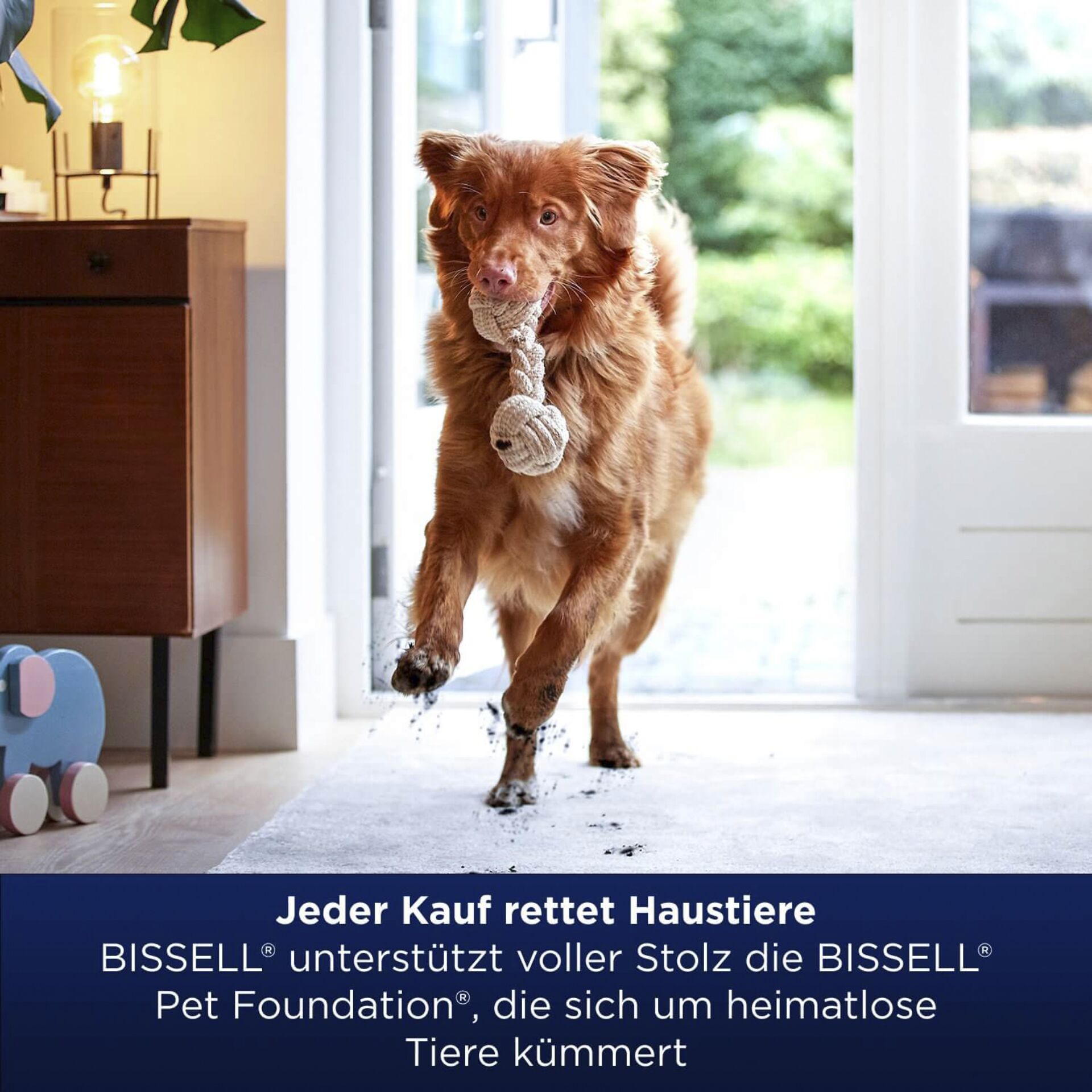 Tier, Hund, Säugetier, Haustier