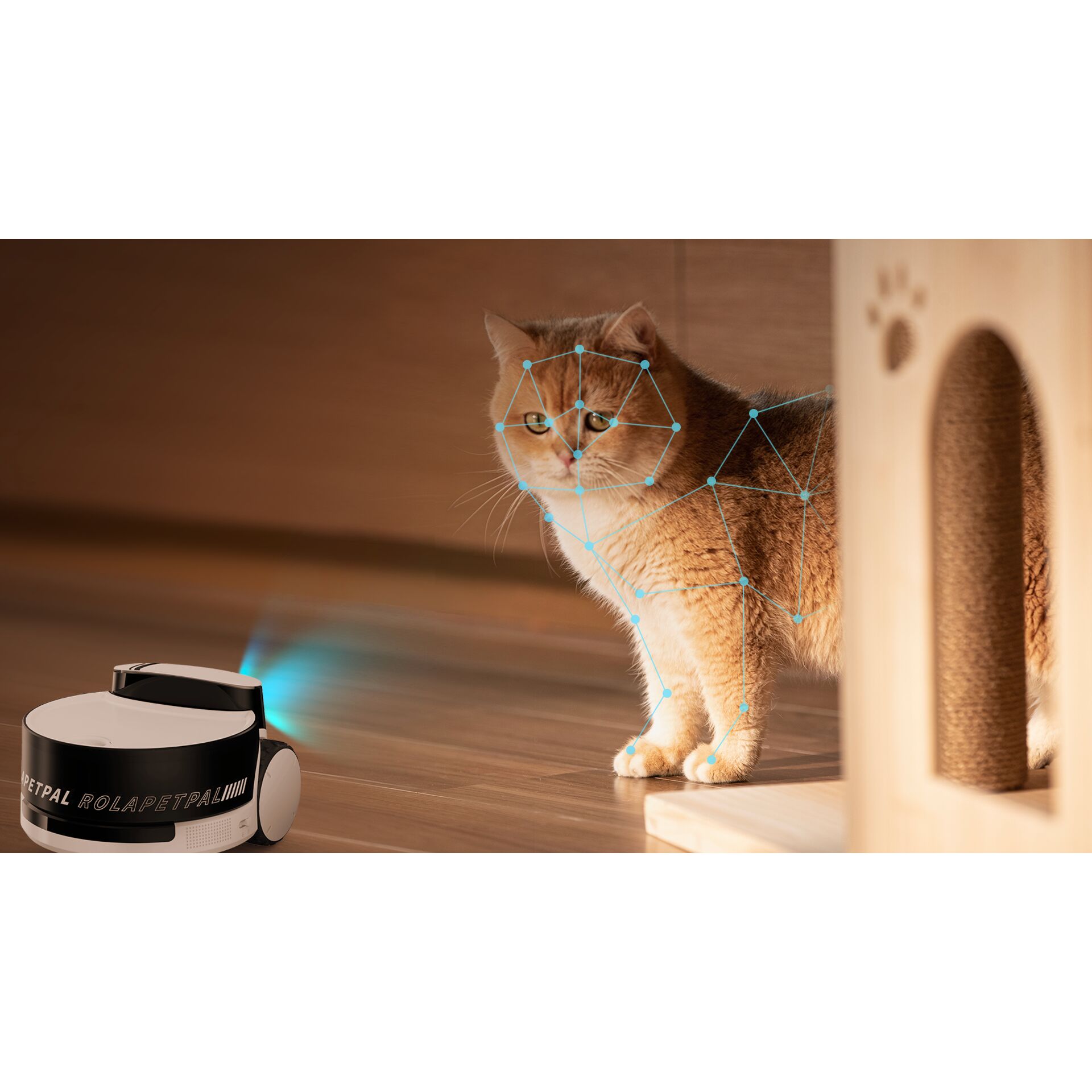 Tier, Katze, Säugetier, Haustier, Tier, Katze, Säugetier, Haustier