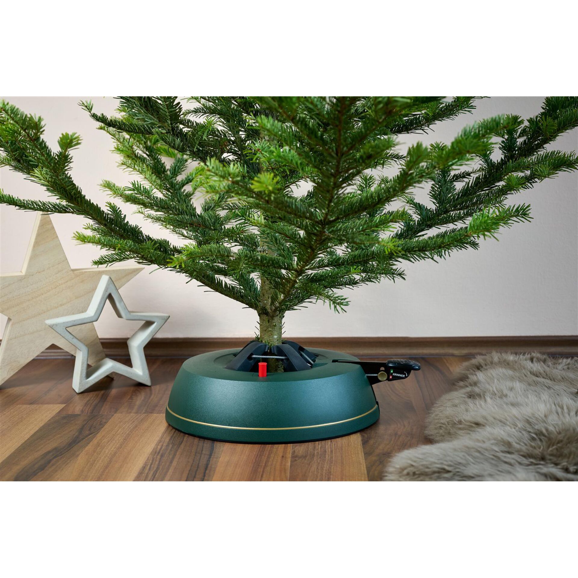 Pflanze, Baum, Konifer, Topfpflanze