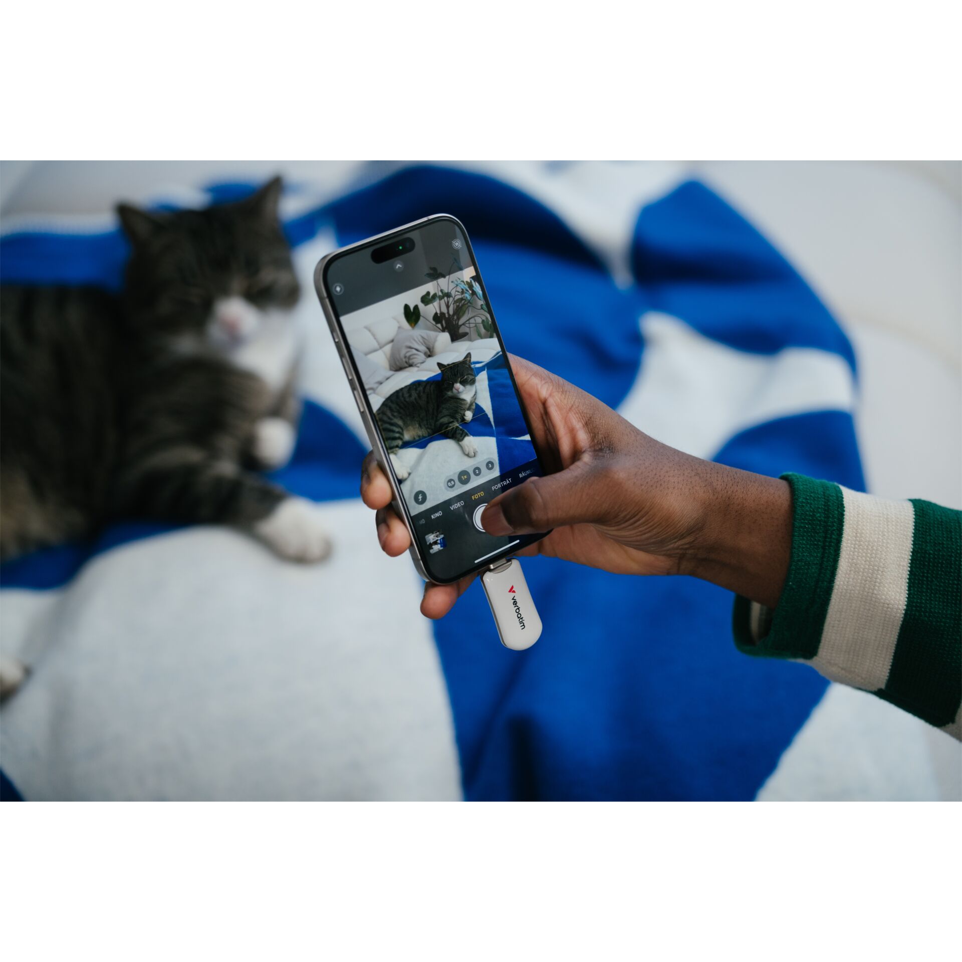 Elektronik, Telefon, Handy, Katze, Haustier