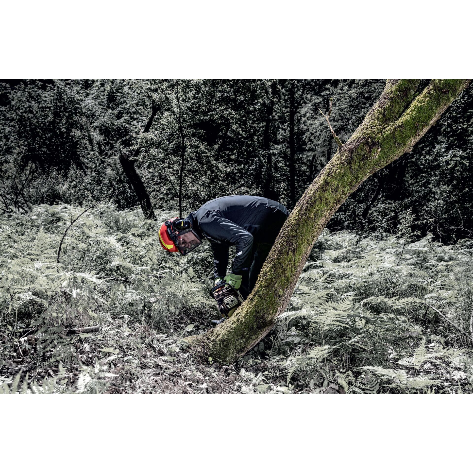 Baum, Baumstamm, Vegetation, Person, Helm