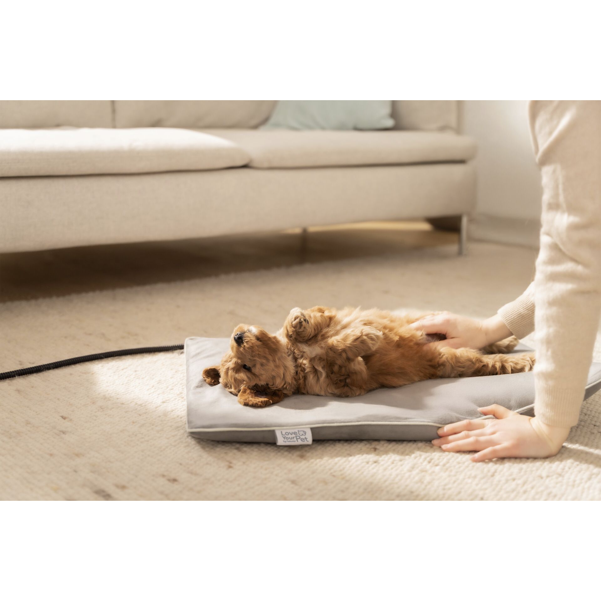 Tier, Hund, Säugetier, Haustier