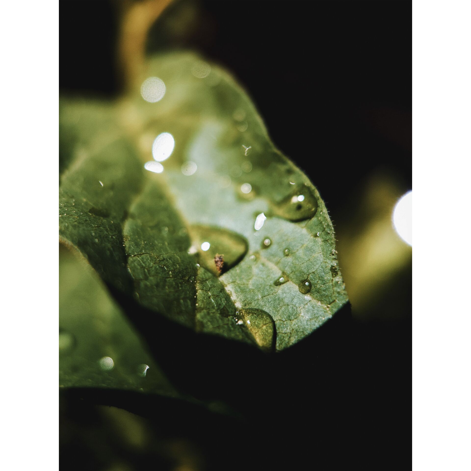 Blatt, Pflanze, Tröpfchen