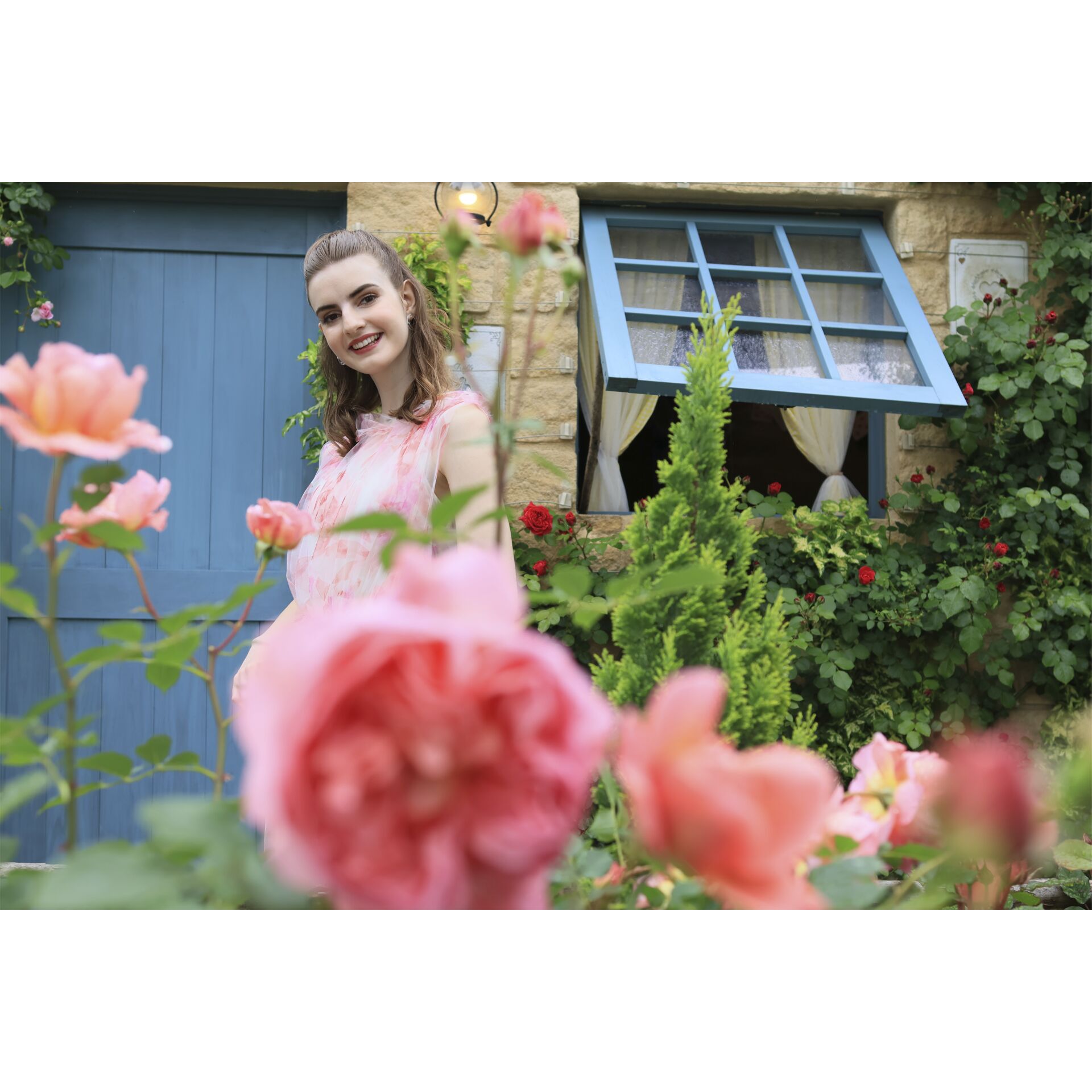 Geranie, Topfpflanze, Garten, Rose, Blütenblatt