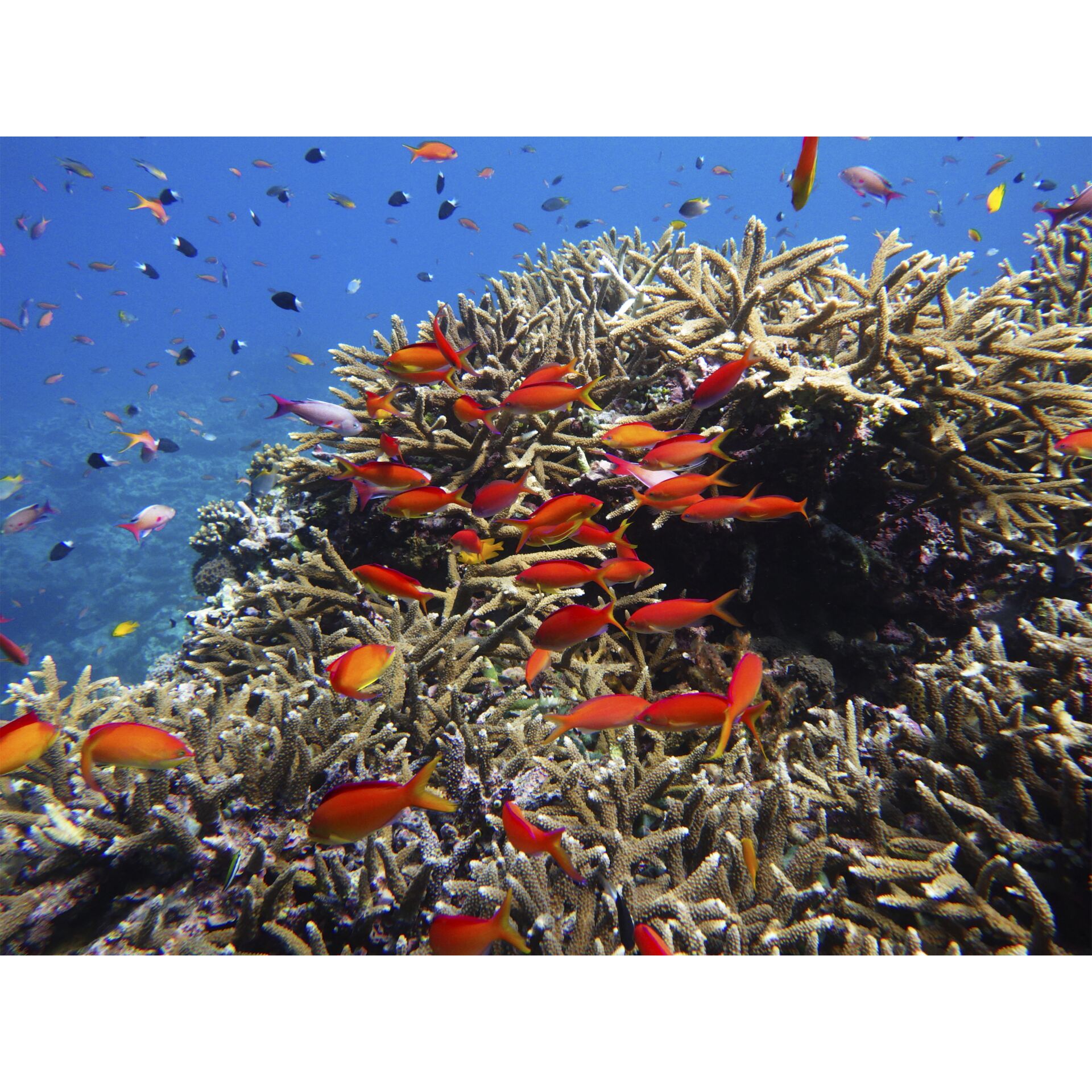 Korallen, Riff, Schwärmer von Fischen, Rote Fische, Unterwasser-Szene