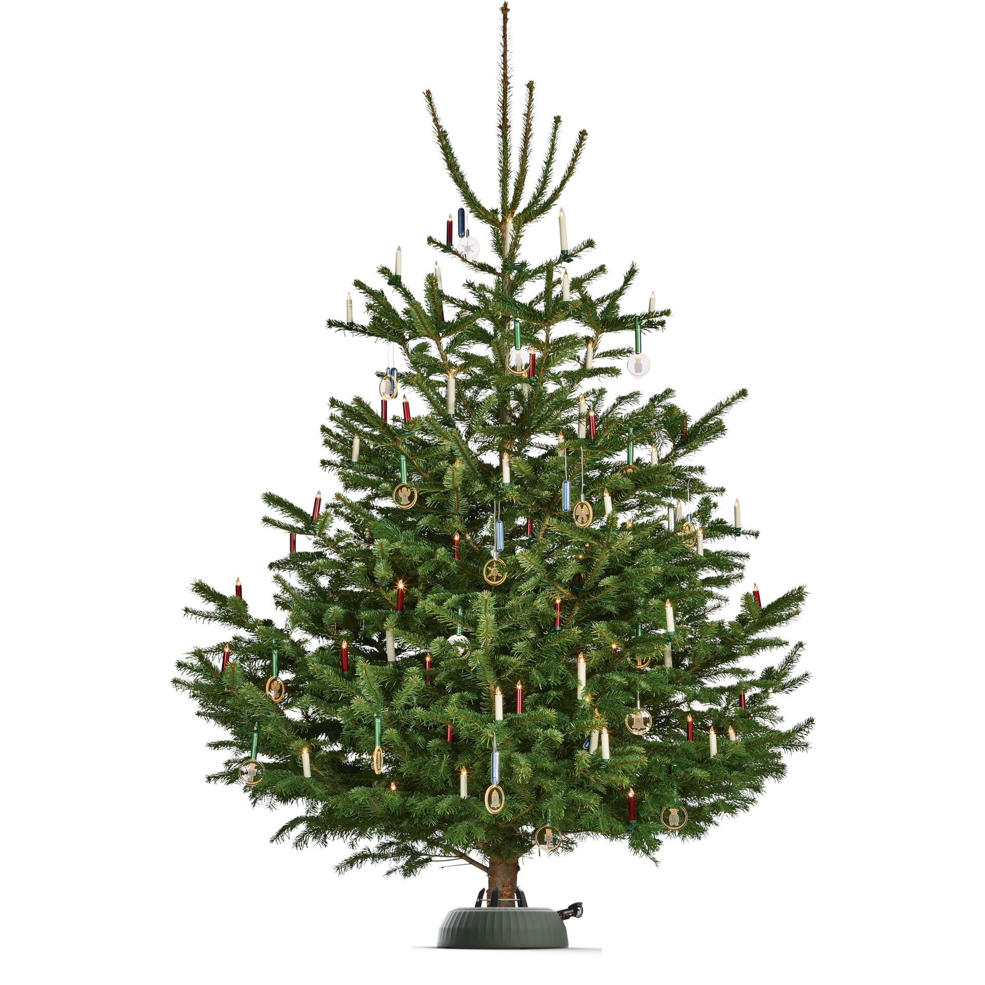 Pflanze, Baum, Kiefer, Tanne