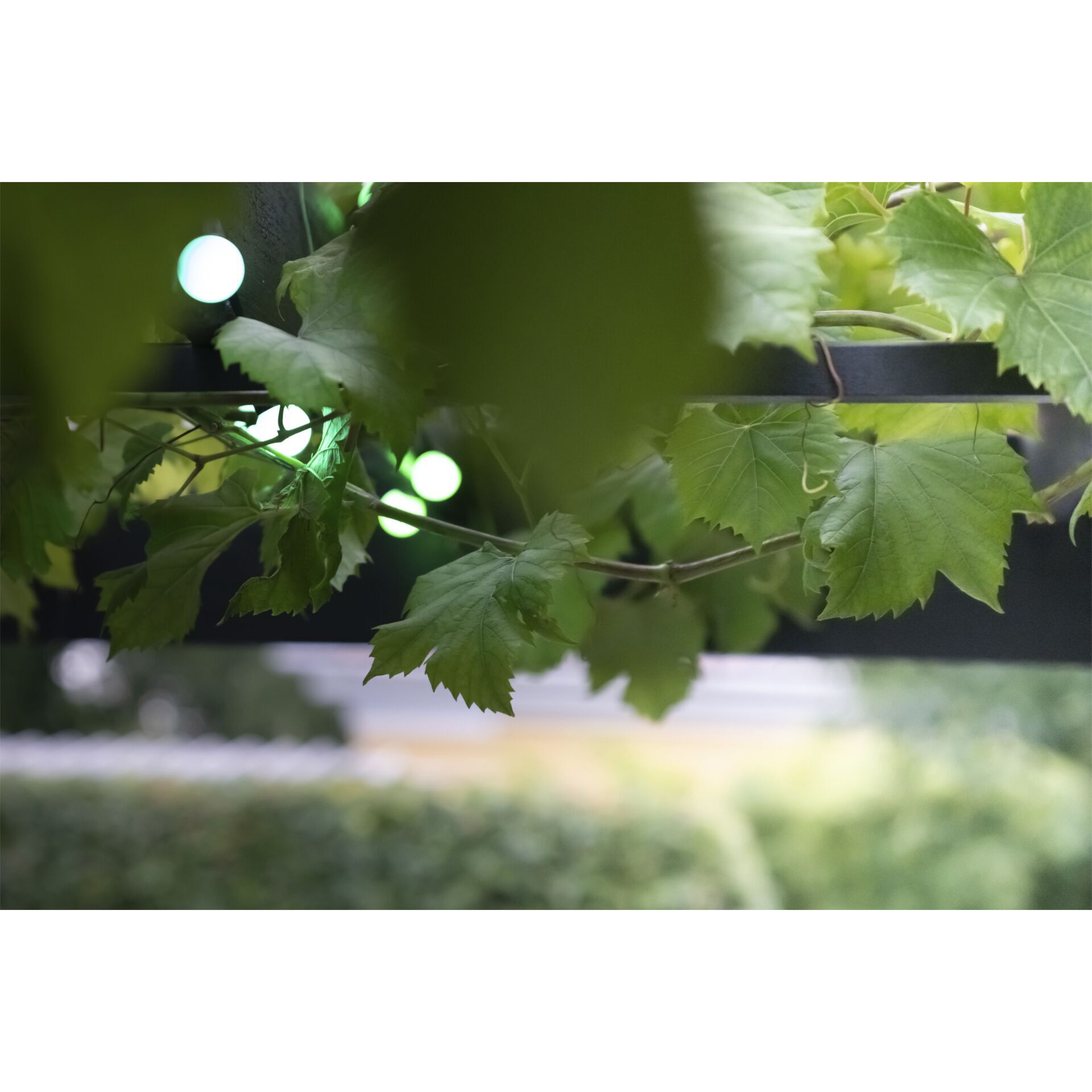 Blatt, Pflanze, Rebe, Innenarchitektur, Baum