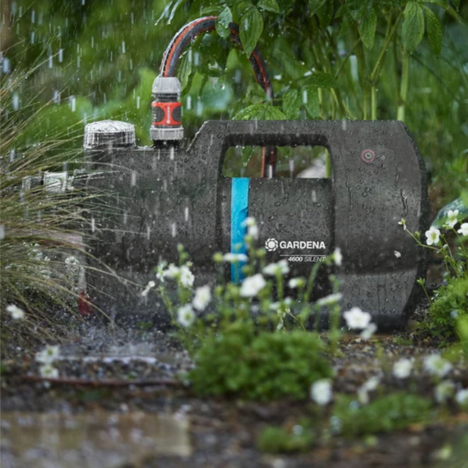 Gras, Pflanze, Wasser