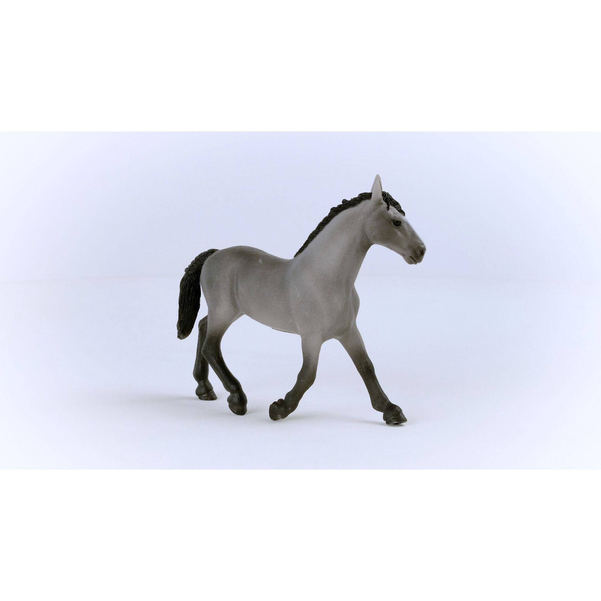 Tier, Colt Horse, Pferd, Säugetier, Andalusisches Pferd