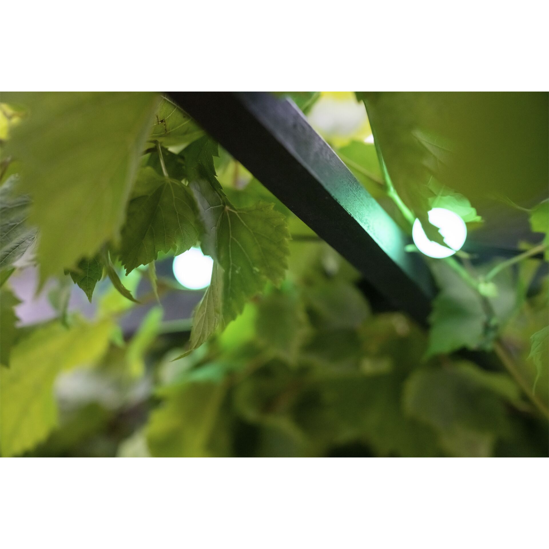 Blatt, Pflanze, Aufflackern, Licht, Beleuchtung