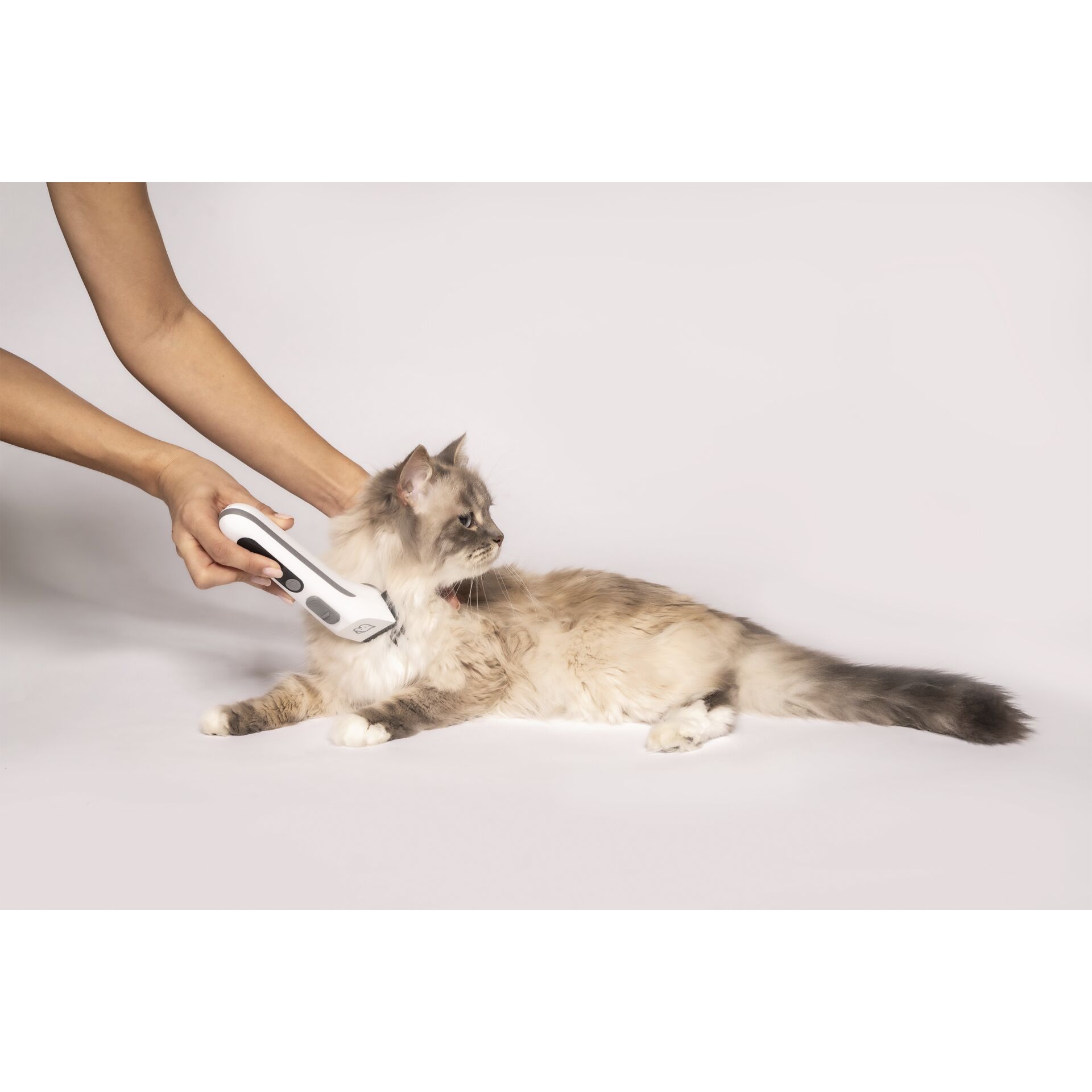 Tier, Katze, Säugetier, Haustier