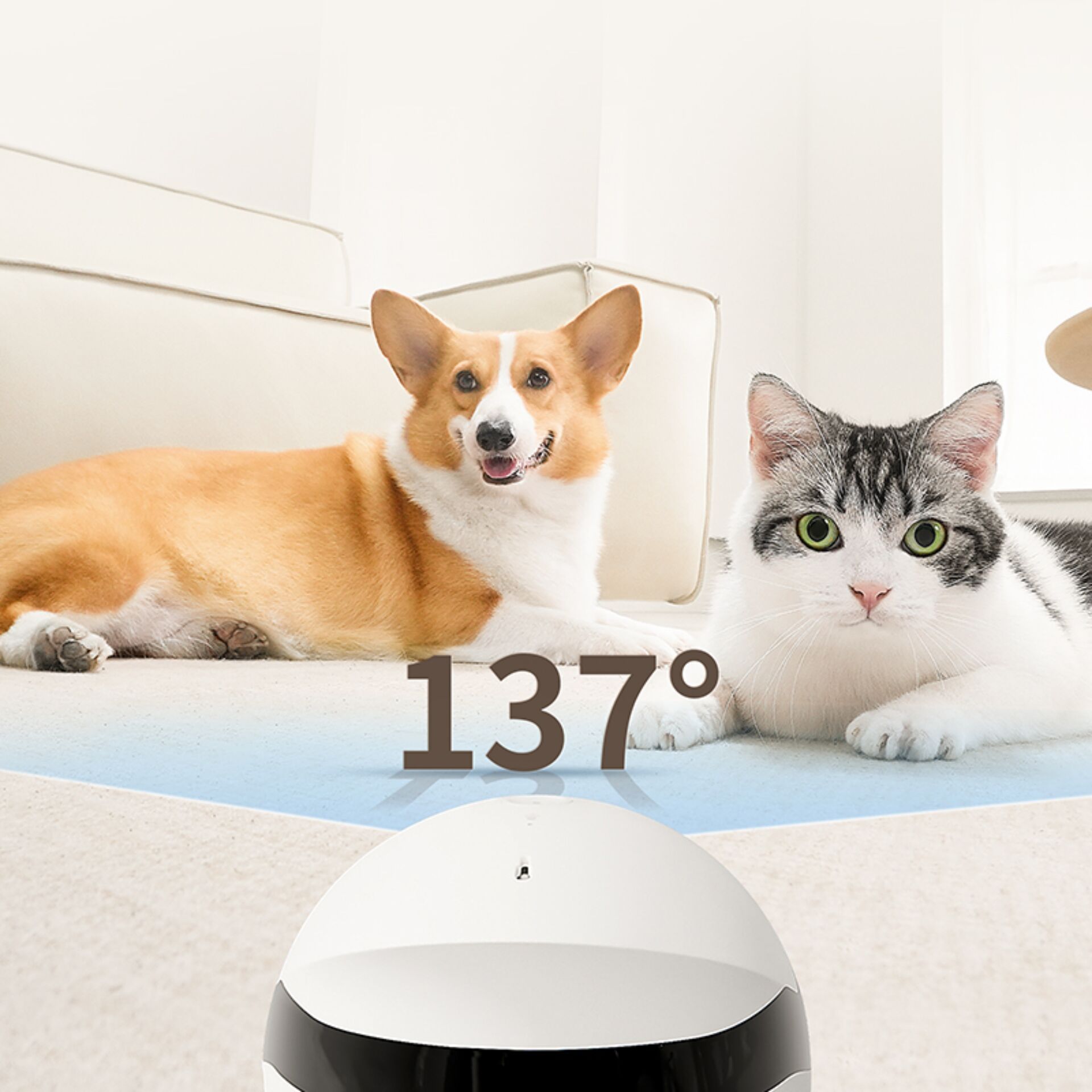 Hund, Säugetier, Haustier, Katze, Hund, Säugetier, Haustier, Katze