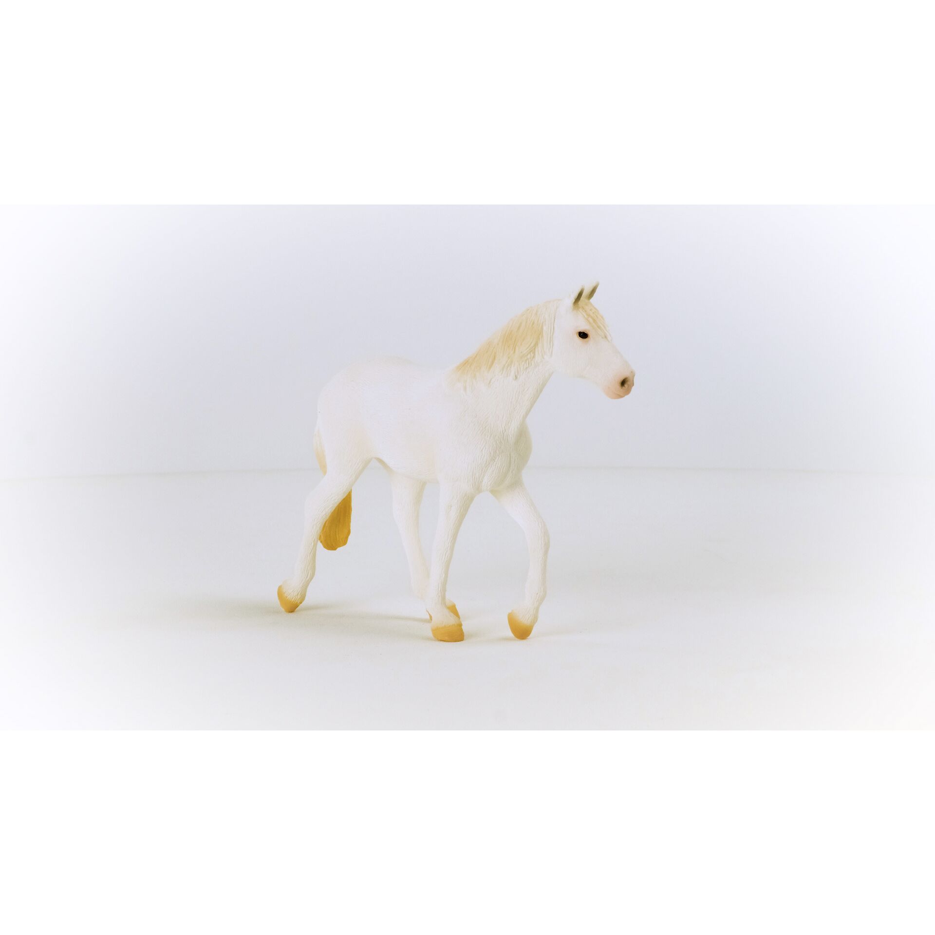 Tier, Pferd, Säugetier, Haustier, Weißer Hund