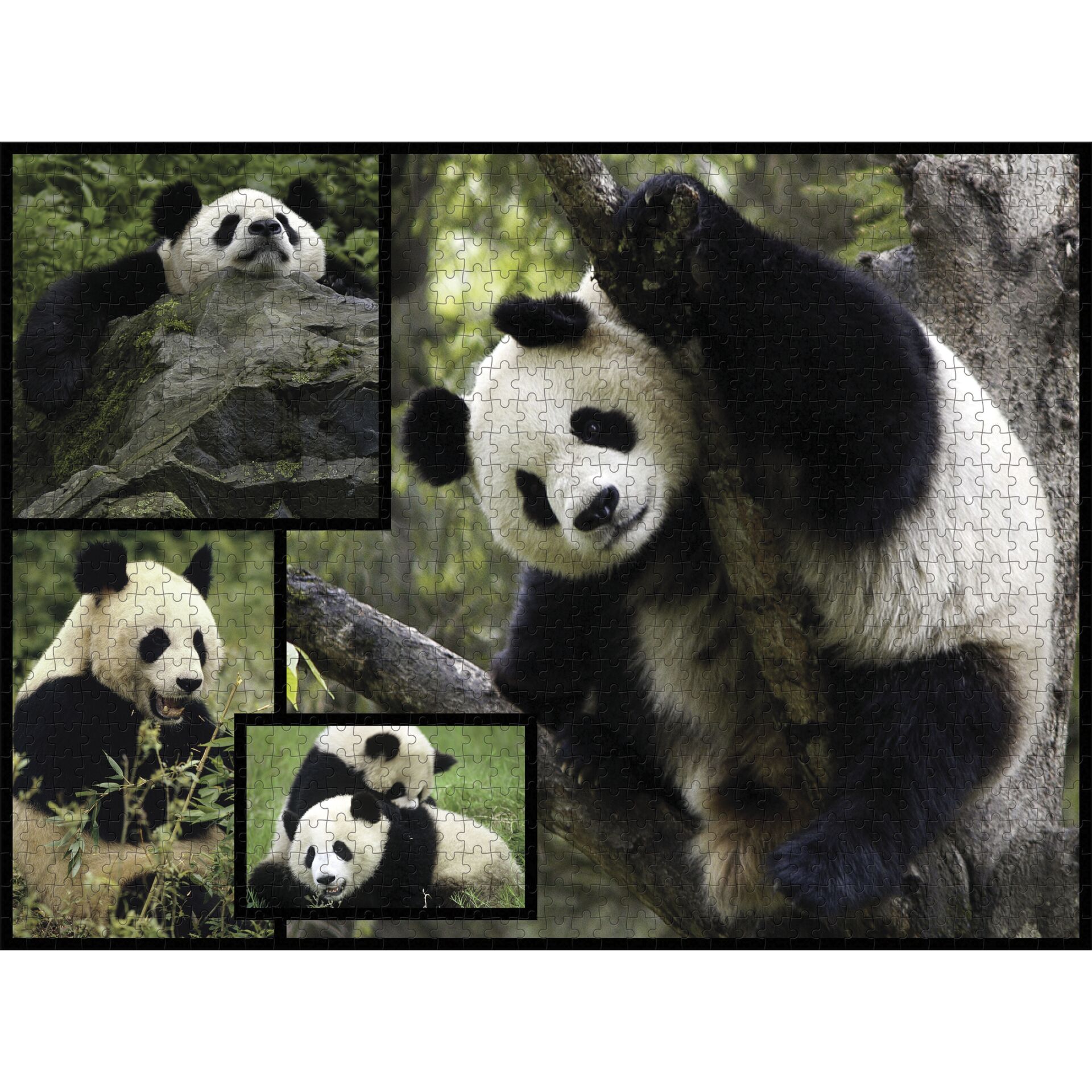 Tier, Bär, Großer Panda, Säugetier, Tierwelt