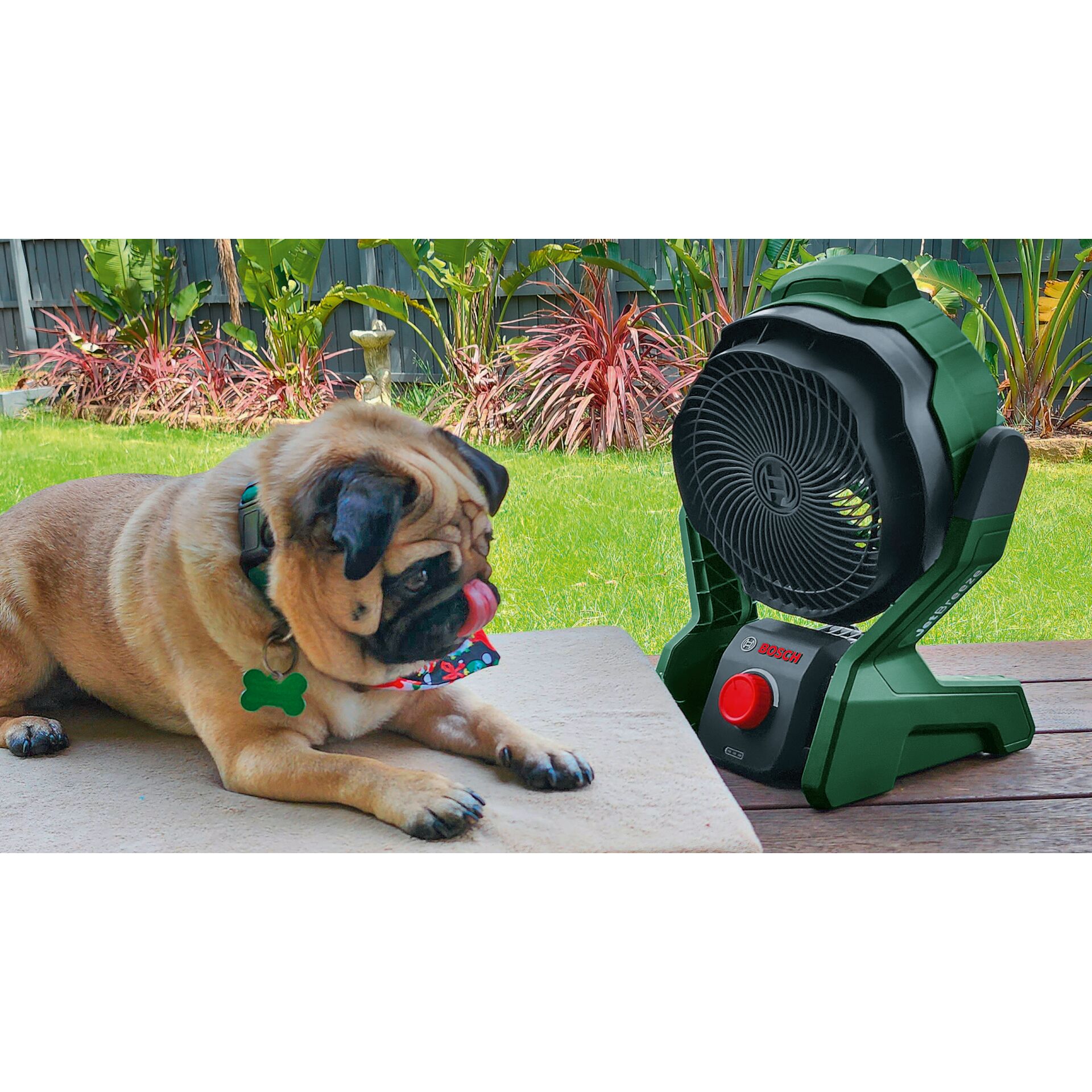 Gras, Pflanze, Hund, Rasen